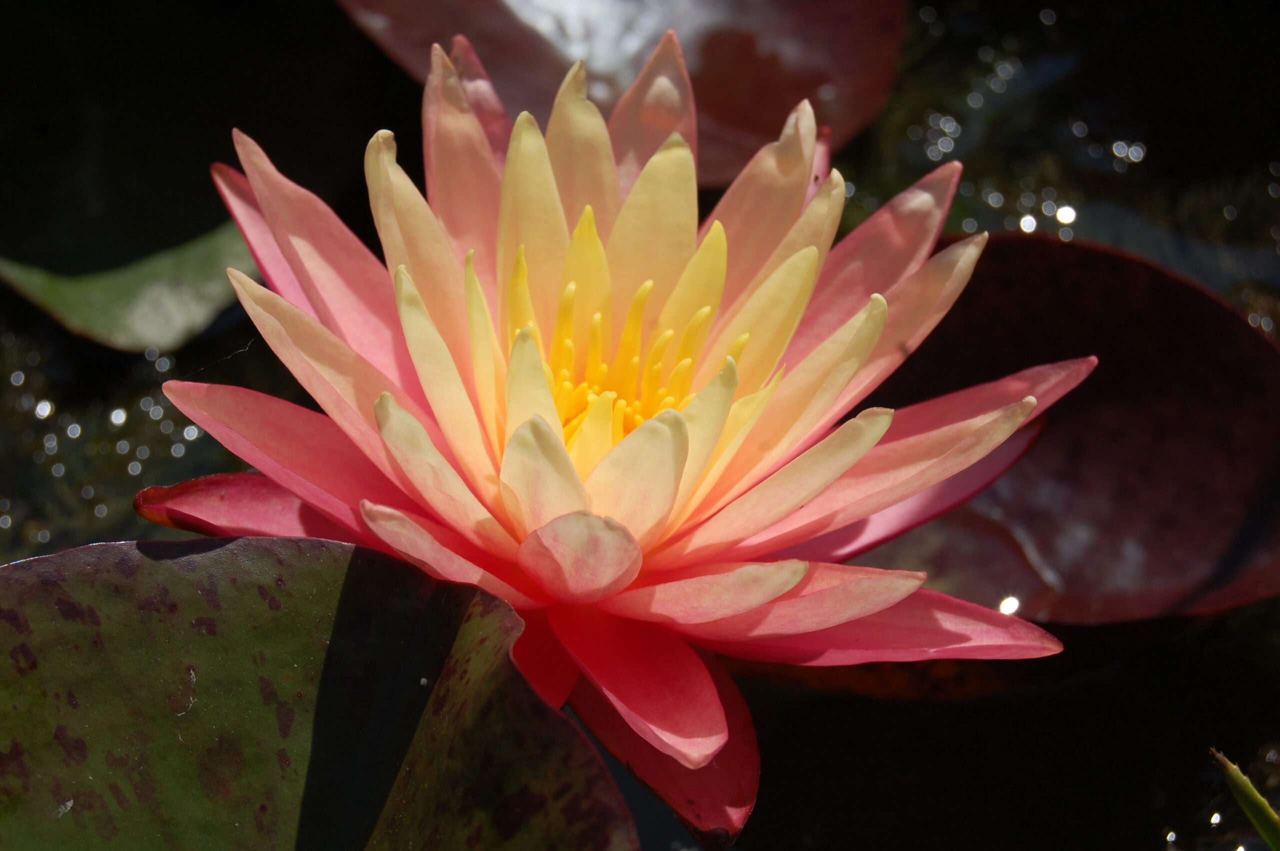 acheter nymphaea Gregg's Orange Beauty for sale buy on line (30)