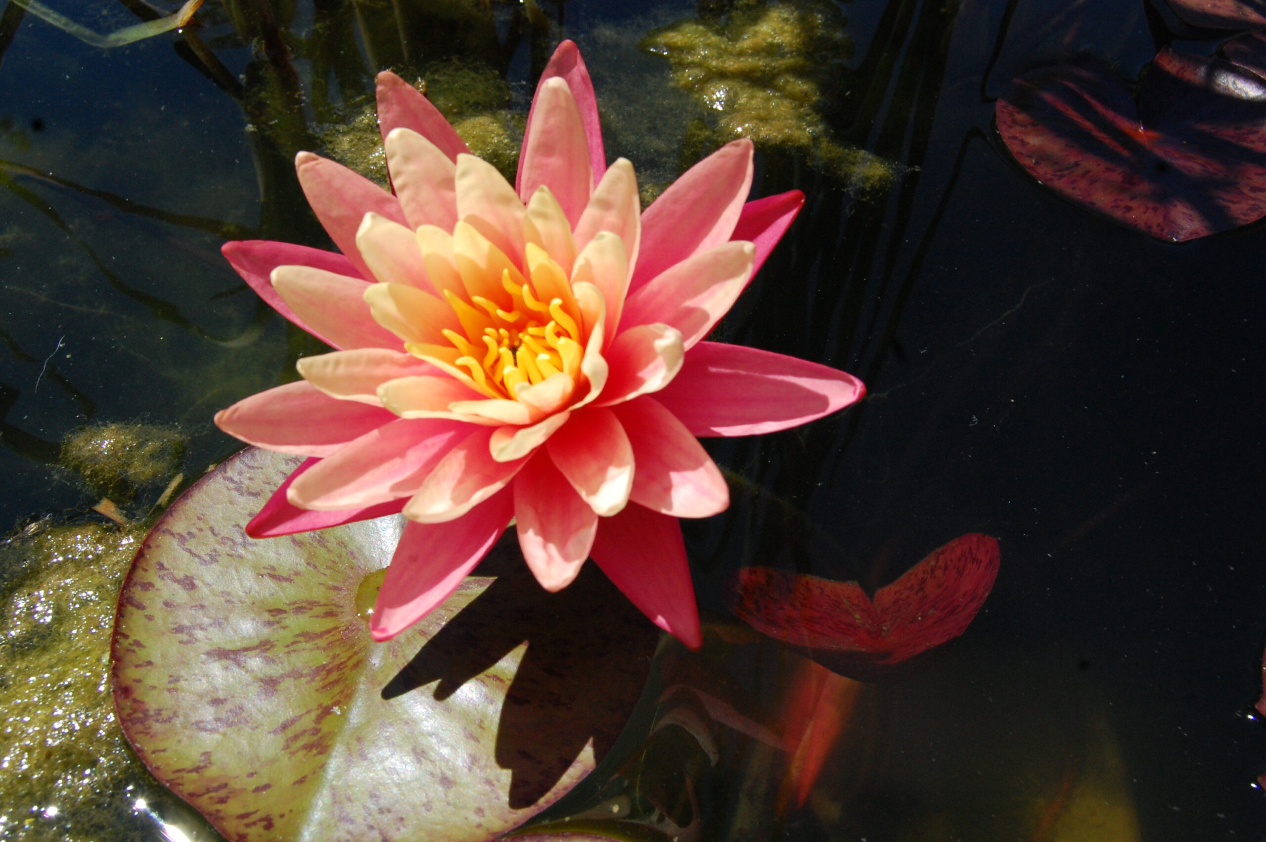 acheter nymphaea Gregg's Orange Beauty for sale buy on line (7)