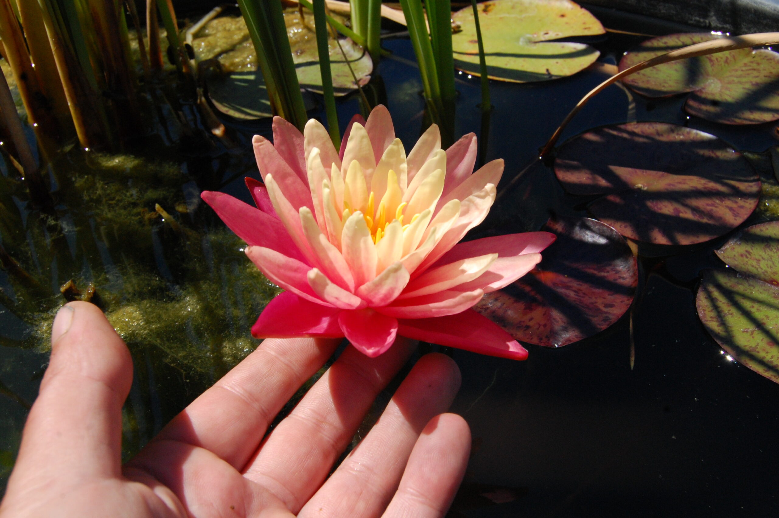 acheter nymphaea Gregg's Orange Beauty for sale buy on line (8)