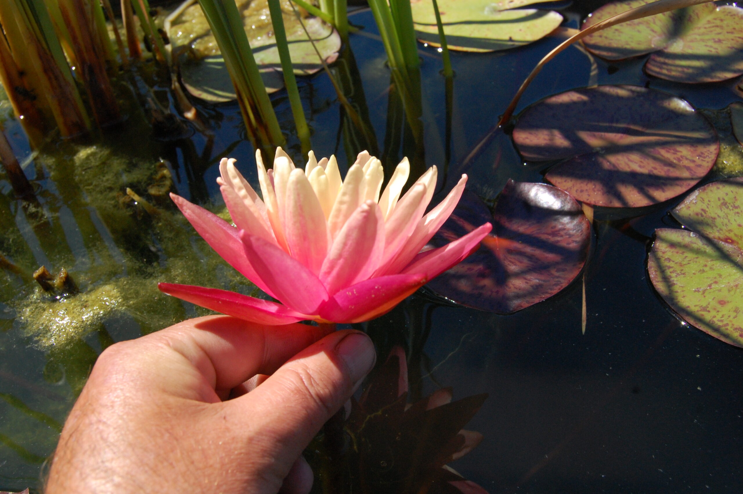 acheter nymphaea Gregg's Orange Beauty for sale buy on line (9)