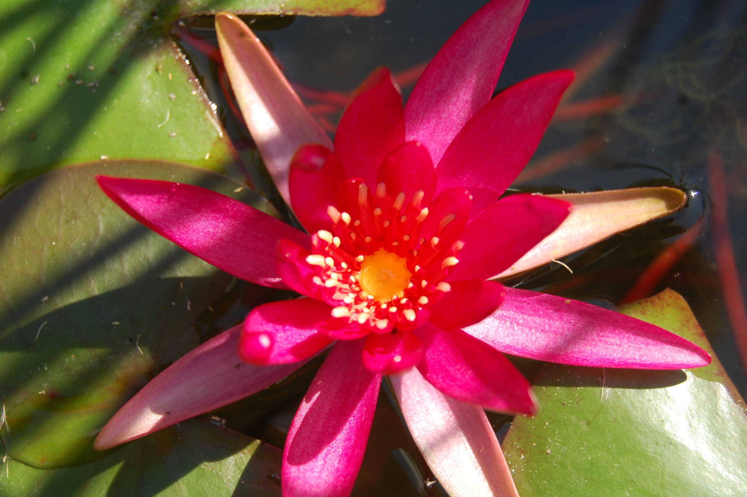 acheter nymphaea Hidden Violet for sale buy on line (12)