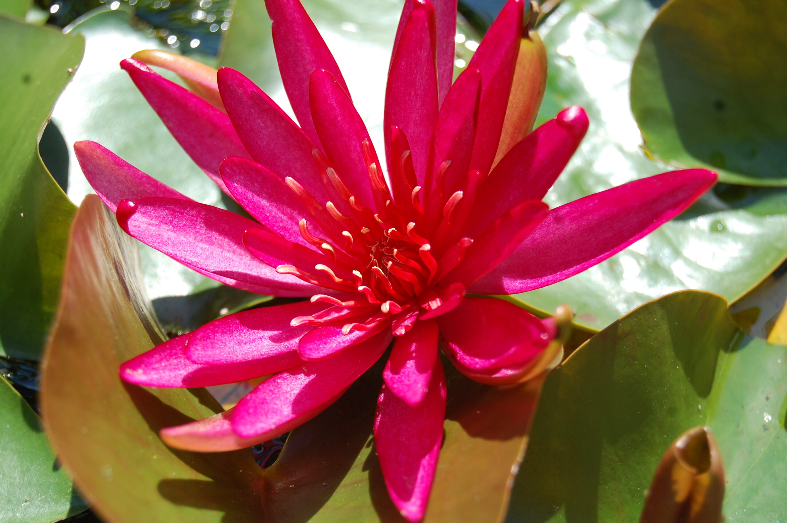 acheter nymphaea Hidden Violet for sale buy on line (13)