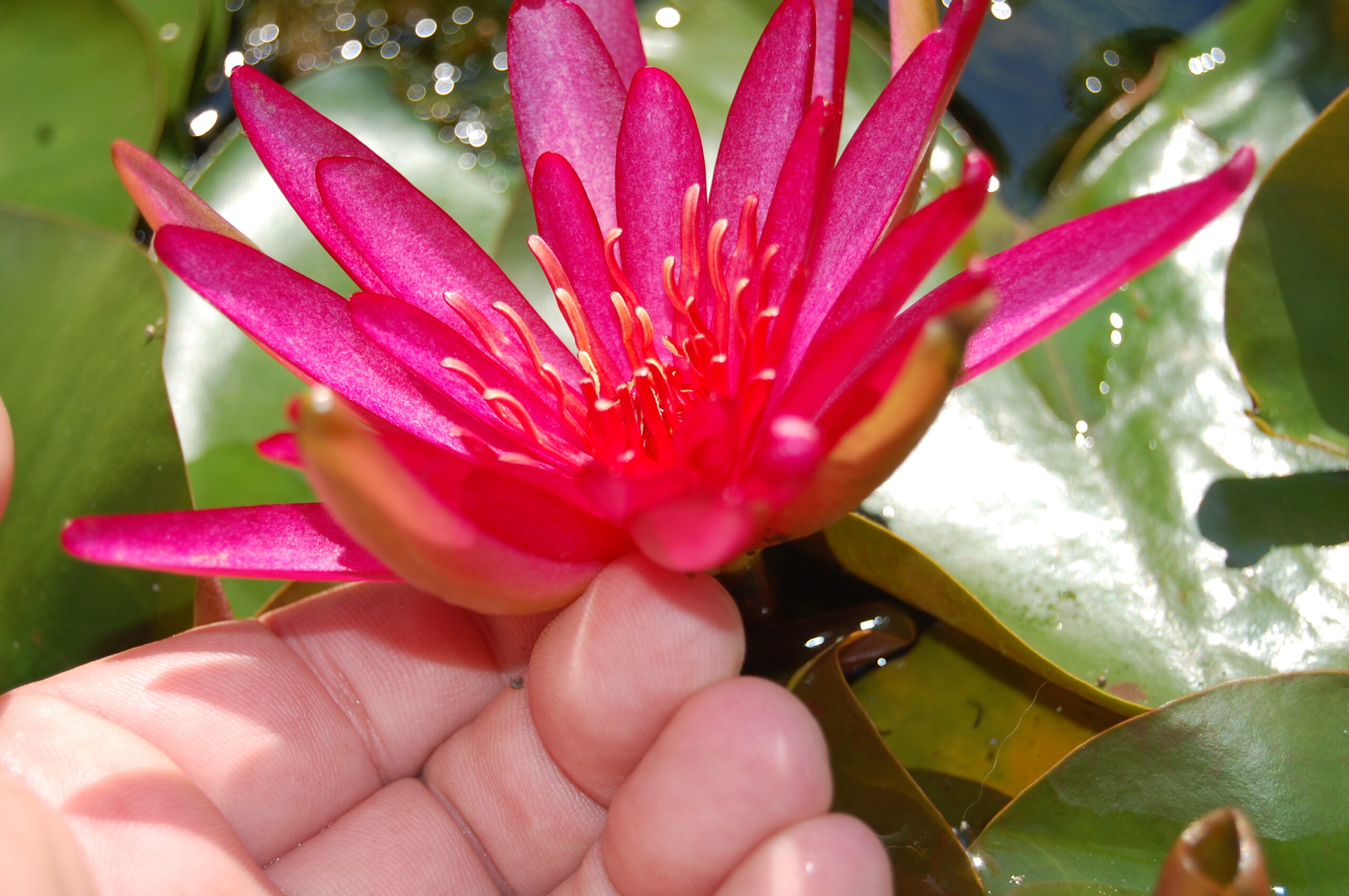 acheter nymphaea Hidden Violet for sale buy on line (16)