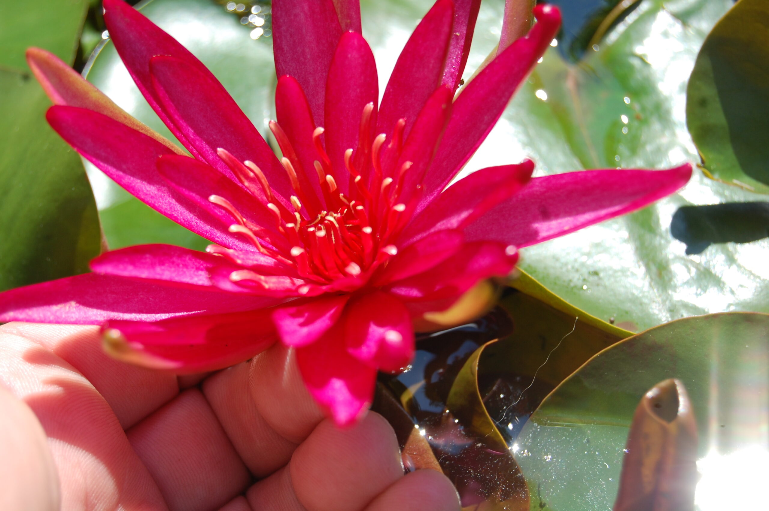 acheter nymphaea Hidden Violet for sale buy on line (17)