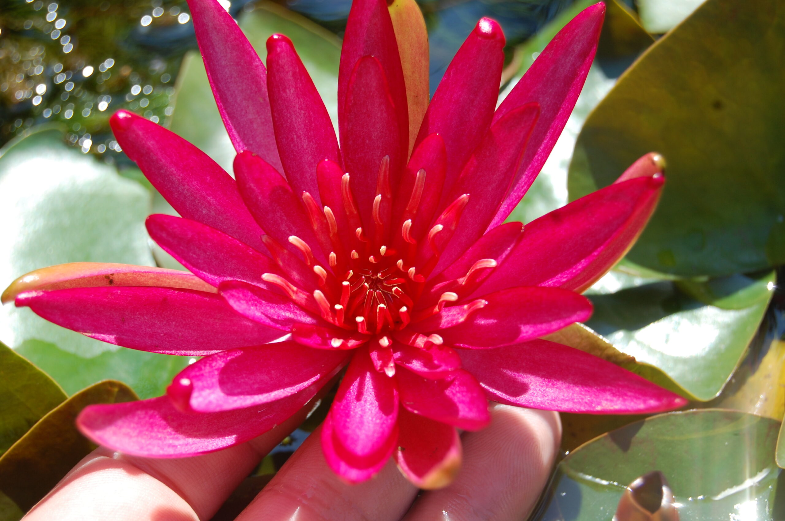 acheter nymphaea Hidden Violet for sale buy on line (18)
