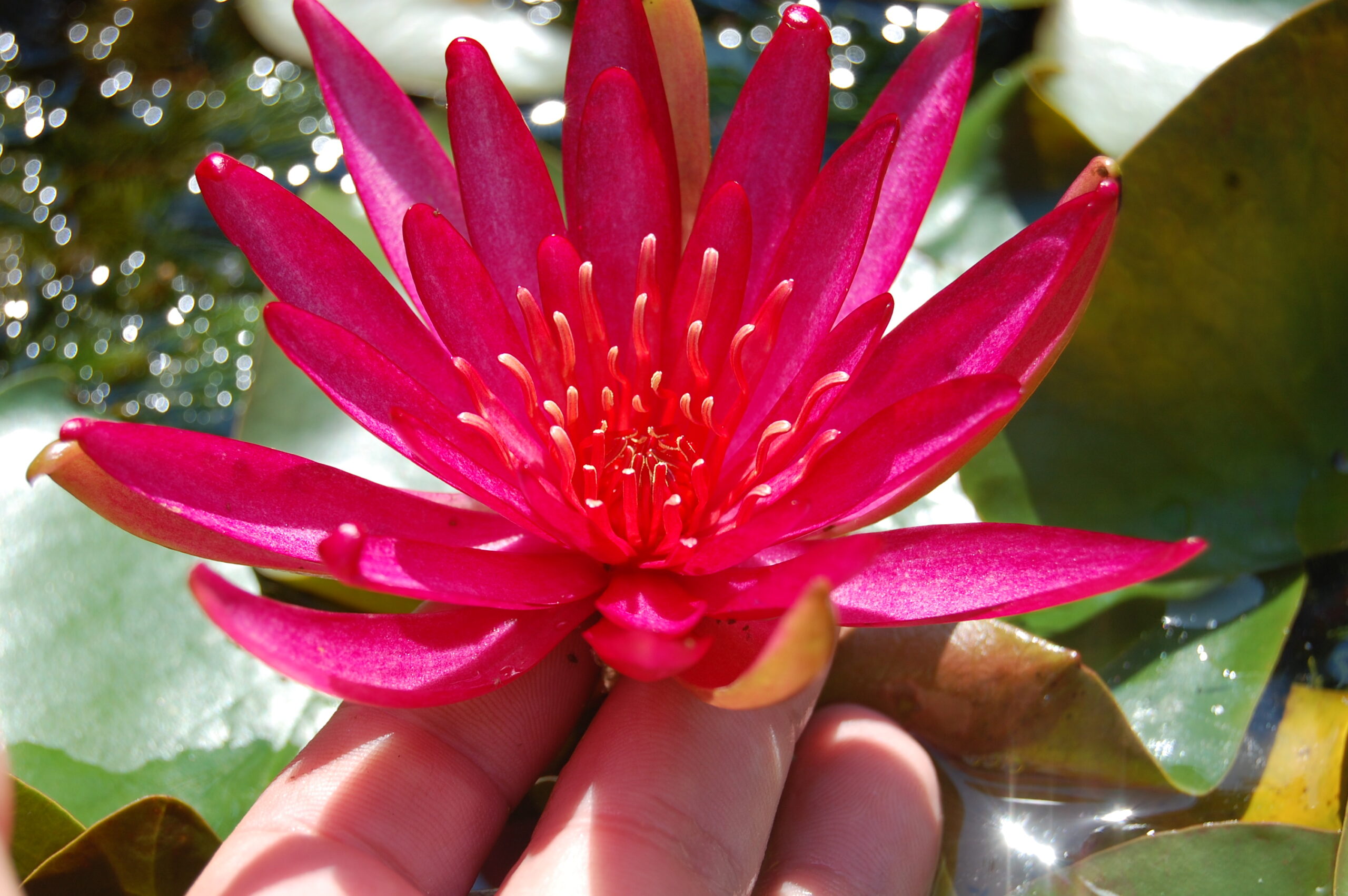 acheter nymphaea Hidden Violet for sale buy on line (19)