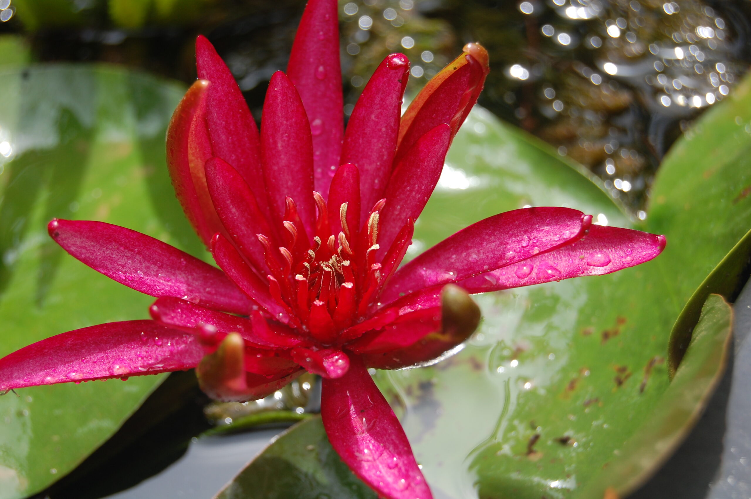 acheter nymphaea Hidden Violet for sale buy on line (22)
