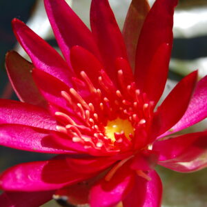 acheter nymphaea Hidden Violet for sale buy on line (3)