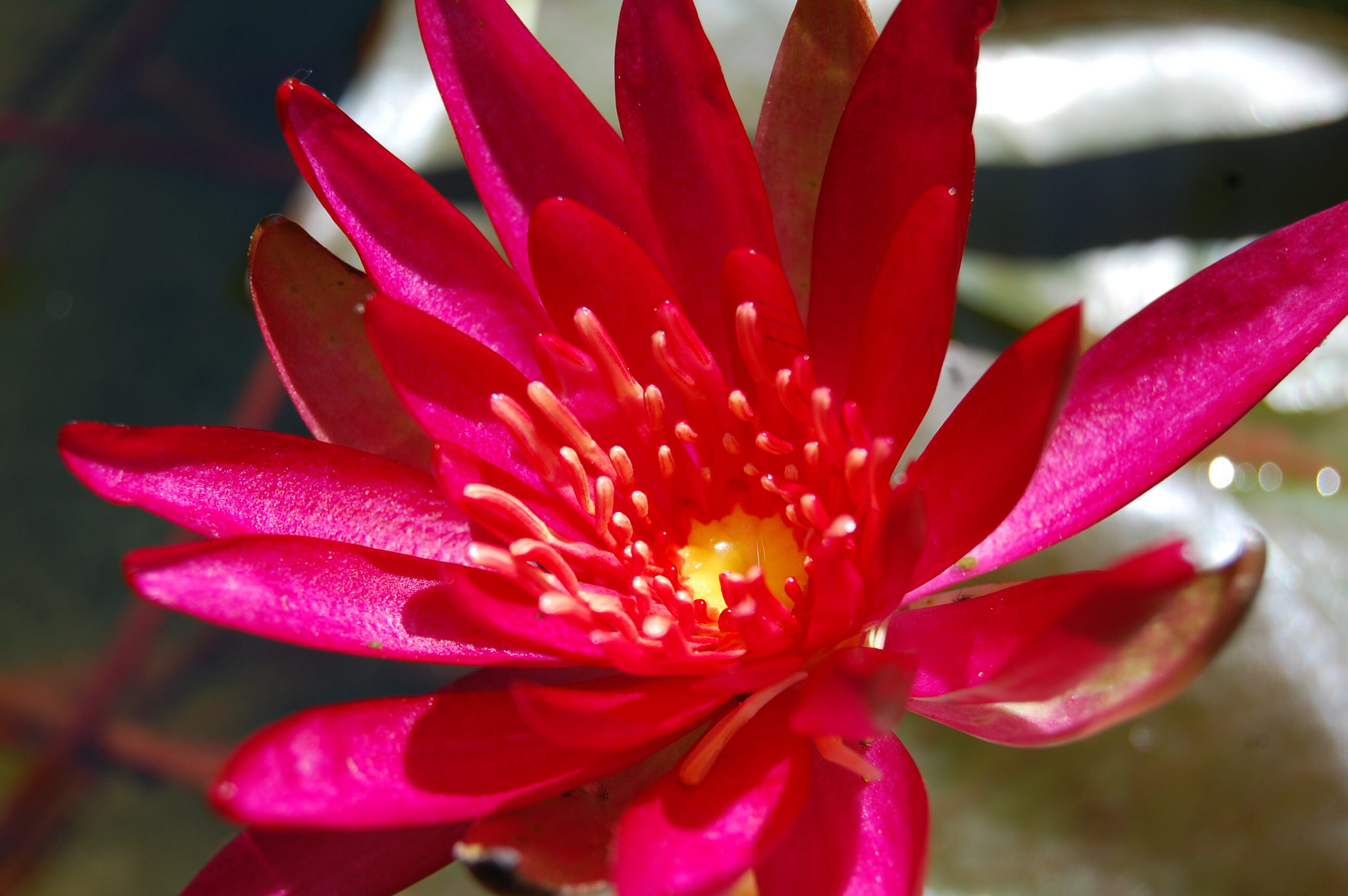 acheter nymphaea Hidden Violet for sale buy on line (3)