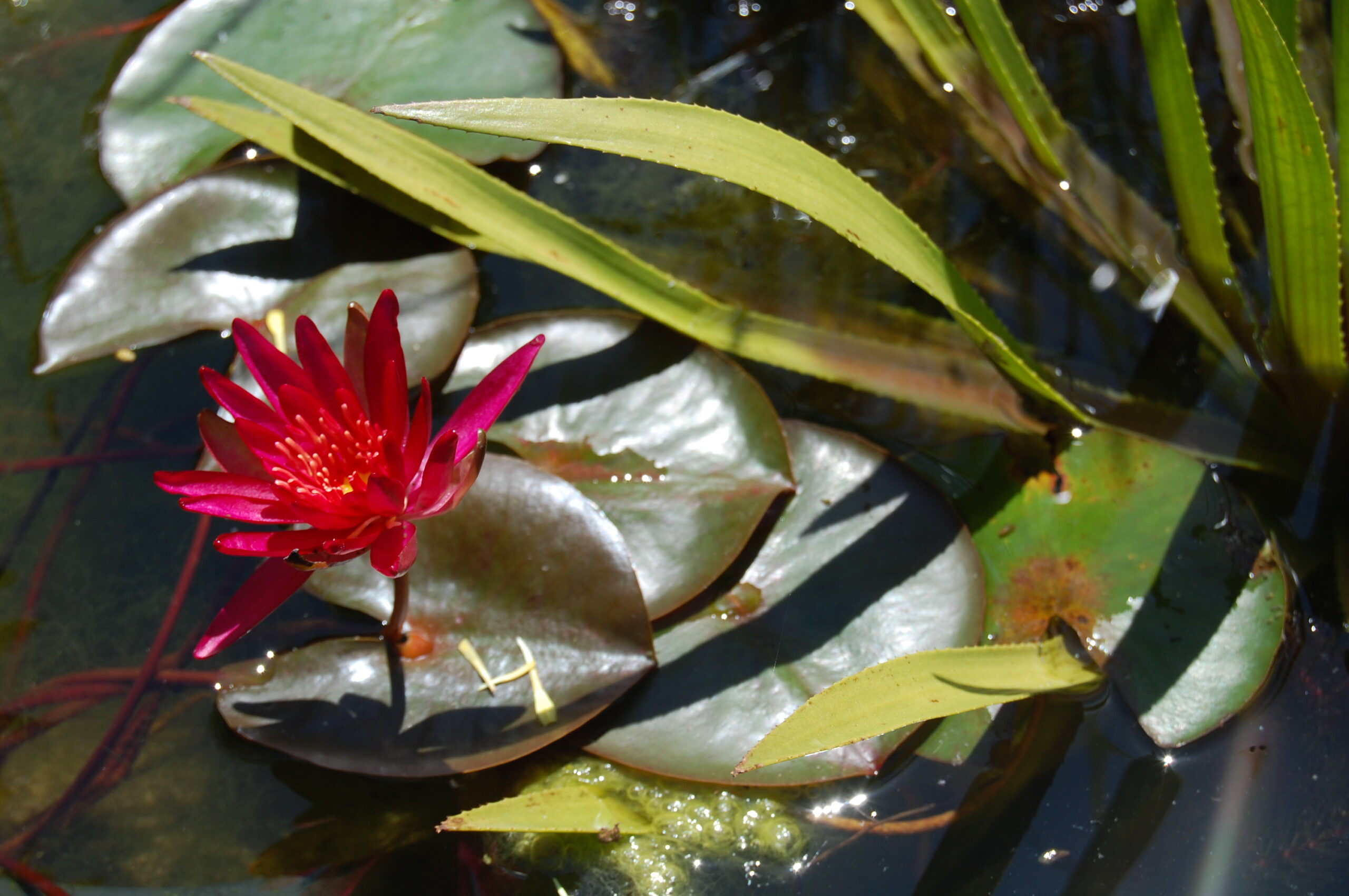 acheter nymphaea Hidden Violet for sale buy on line (5)