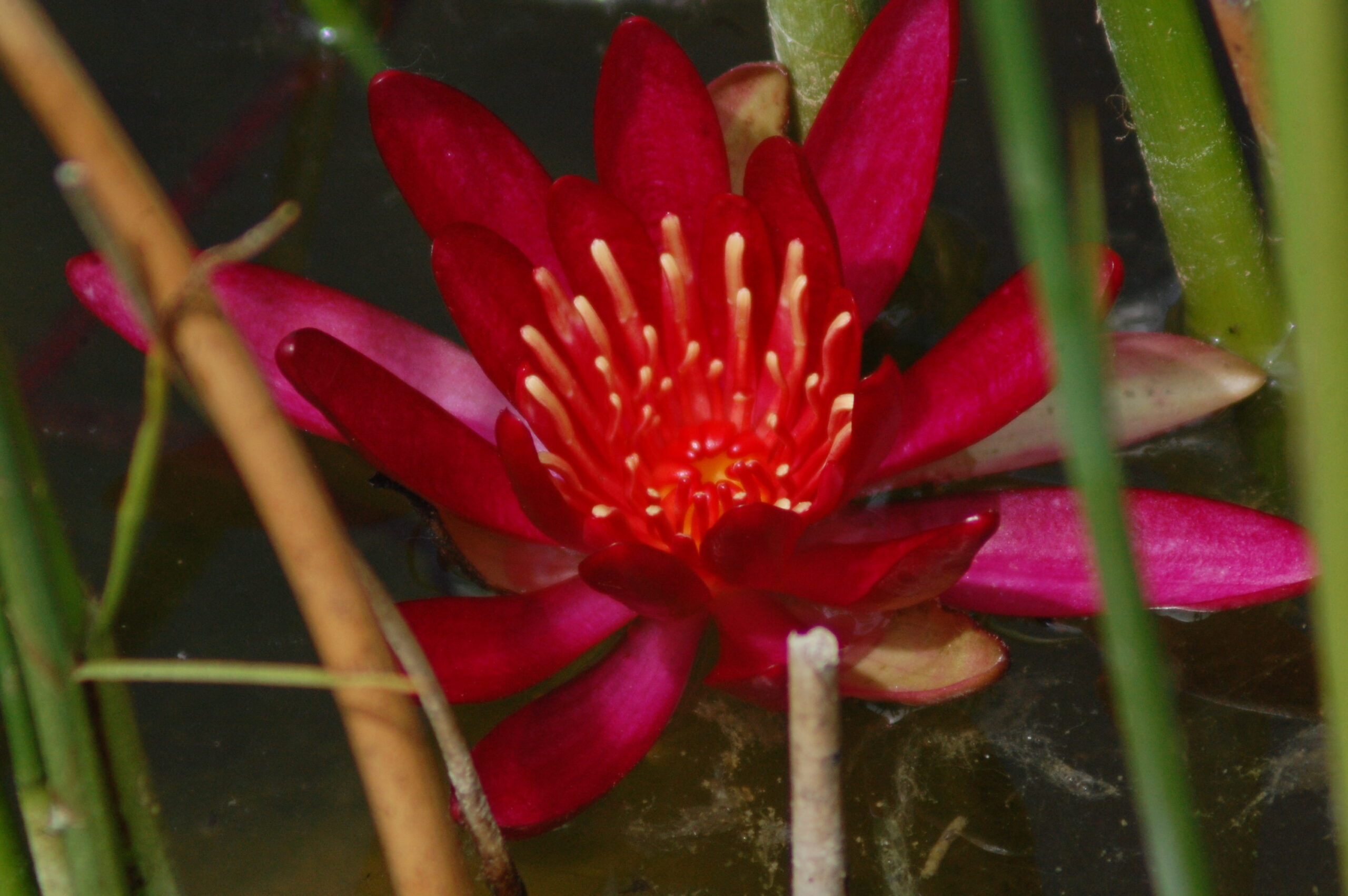acheter nymphaea Hidden Violet for sale buy on line (6)