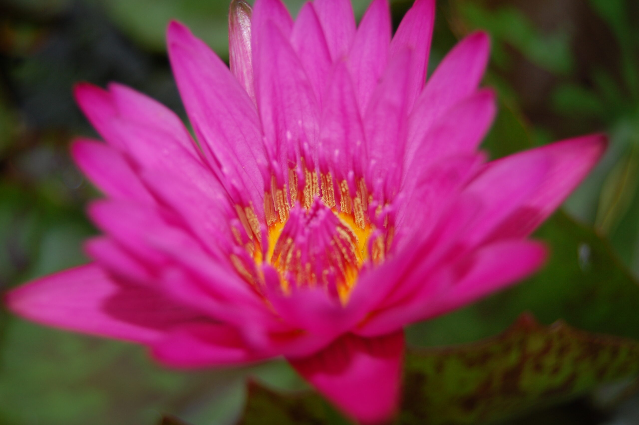 acheter nymphaea Hot Pink for sale buy on line (1)