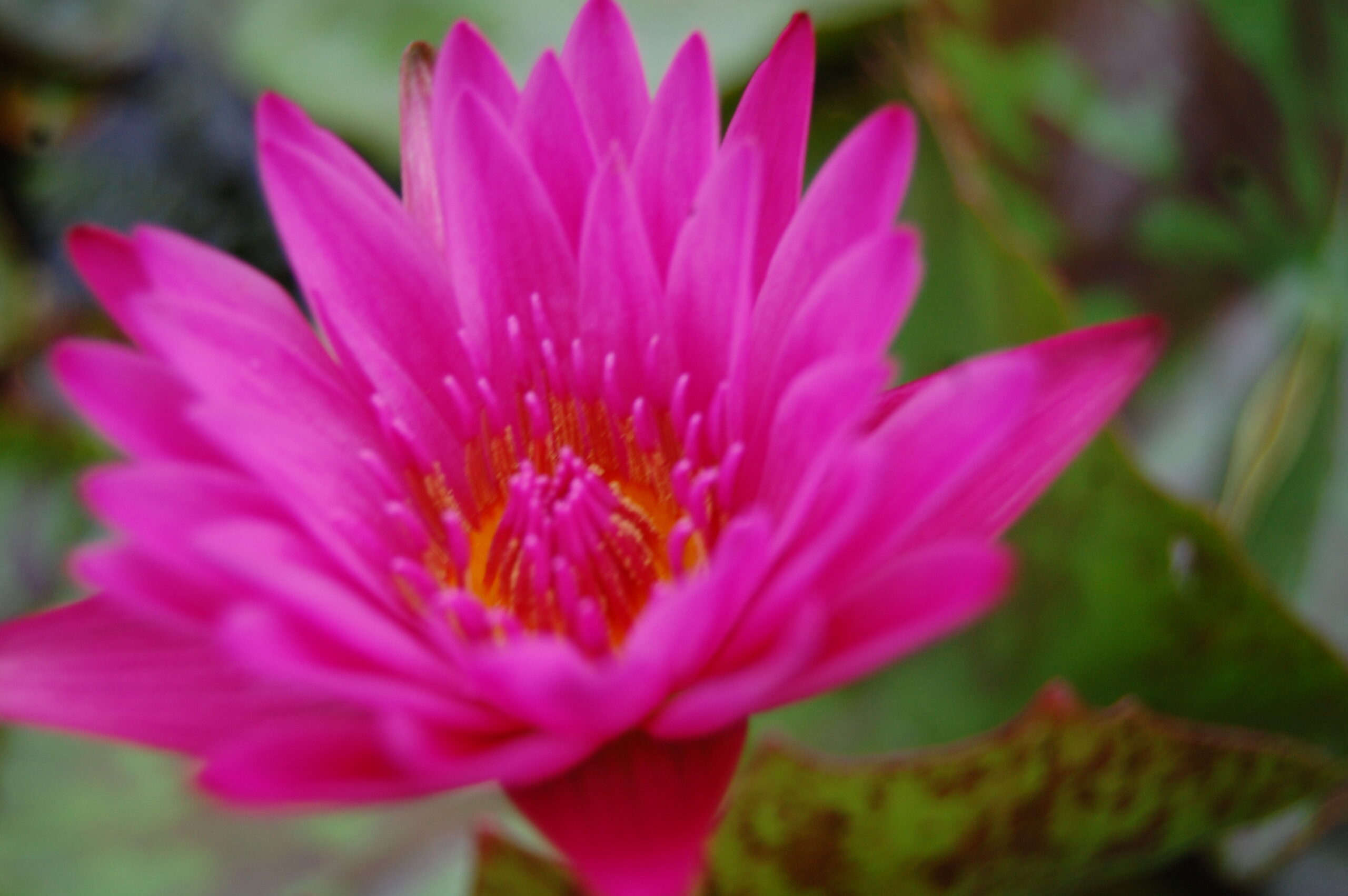 acheter nymphaea Hot Pink for sale buy on line (2)