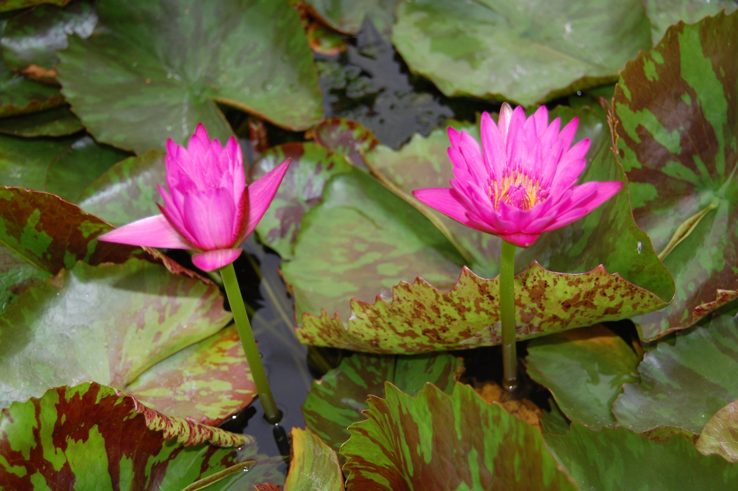 acheter nymphaea Hot Pink for sale buy on line (3)