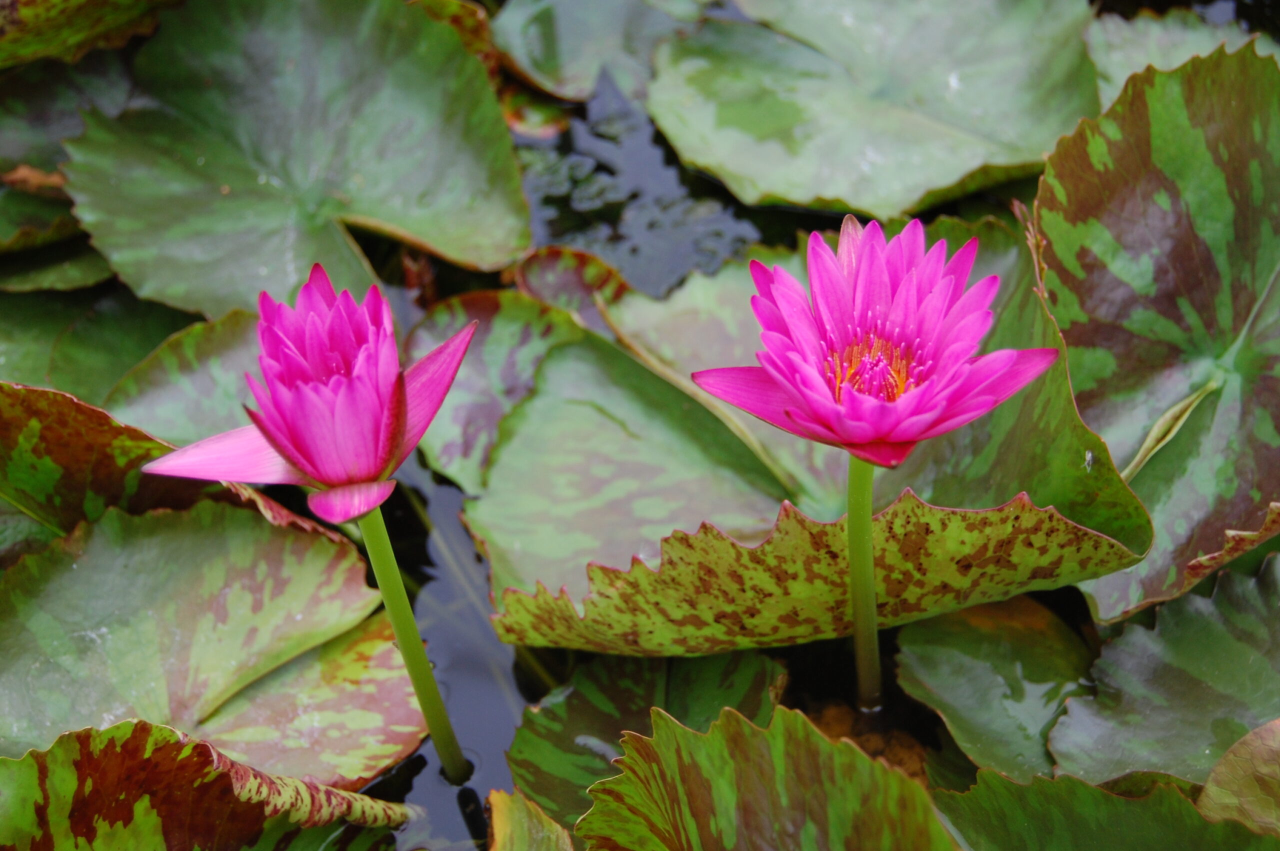 acheter nymphaea Hot Pink for sale buy on line (4)