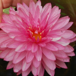 acheter nymphaea Jakkapan for sale buy on line (1)