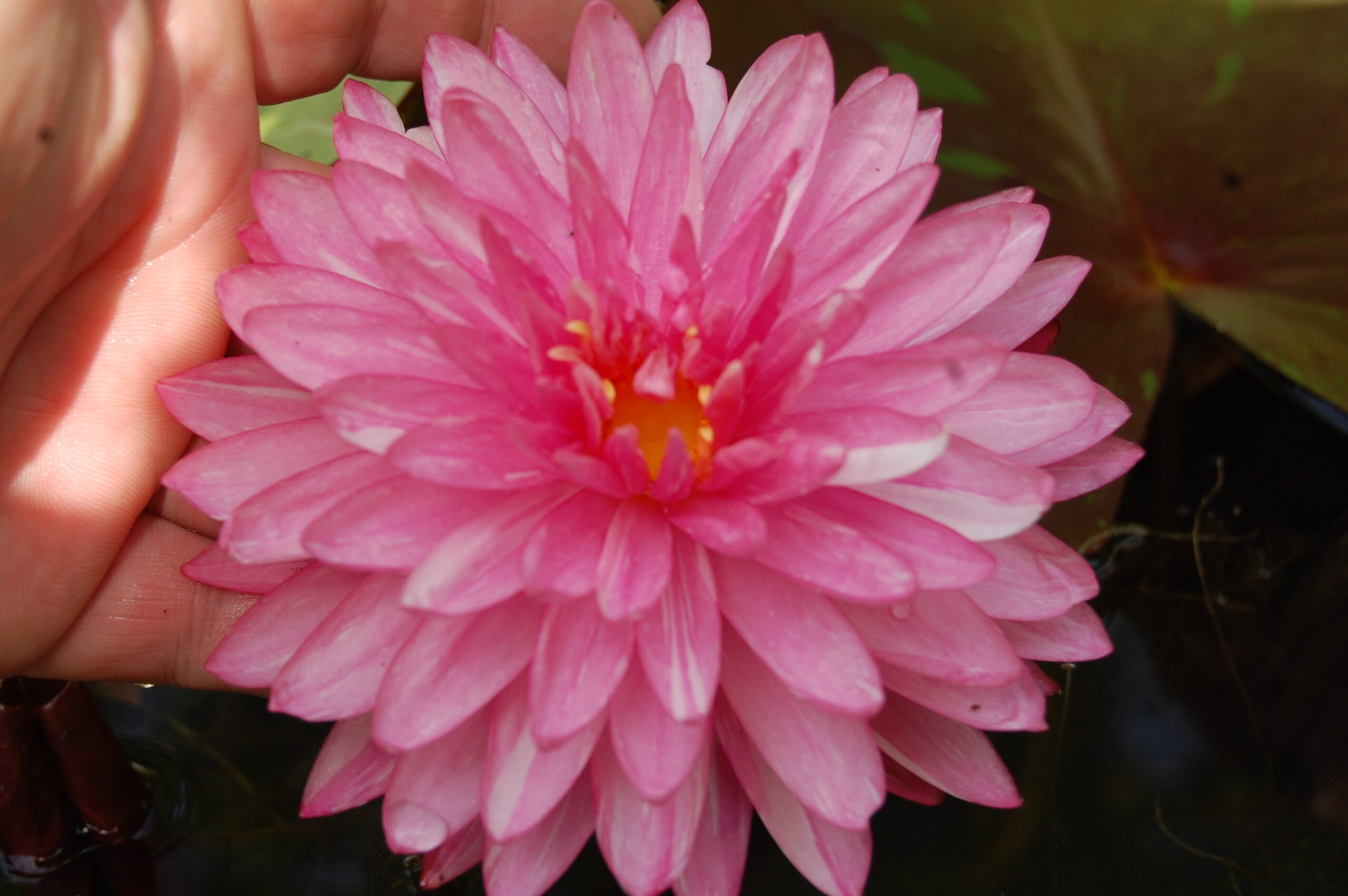 acheter nymphaea Jakkapan for sale buy on line (1)