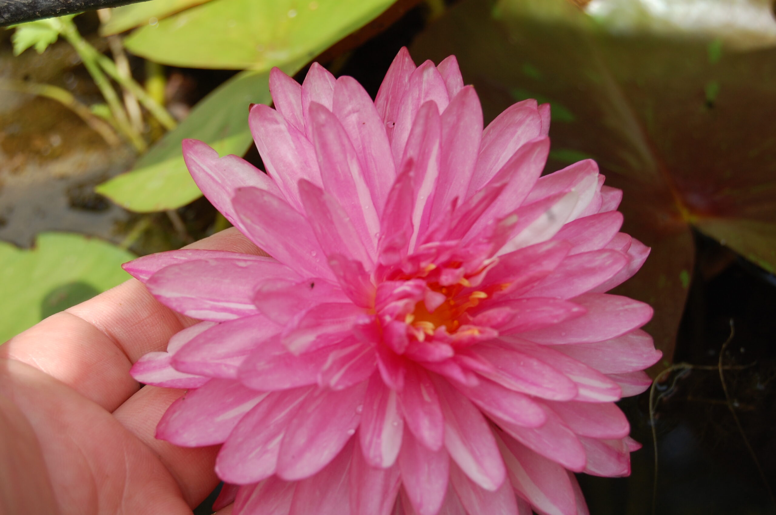 acheter nymphaea Jakkapan for sale buy on line (10)