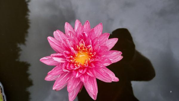 acheter nymphaea Jakkapan for sale buy on line (2)
