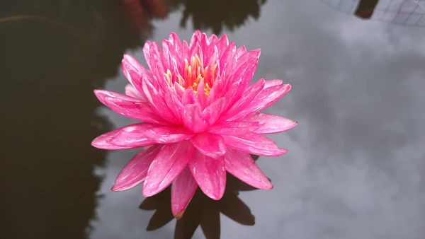 acheter nymphaea Jakkapan for sale buy on line (3)