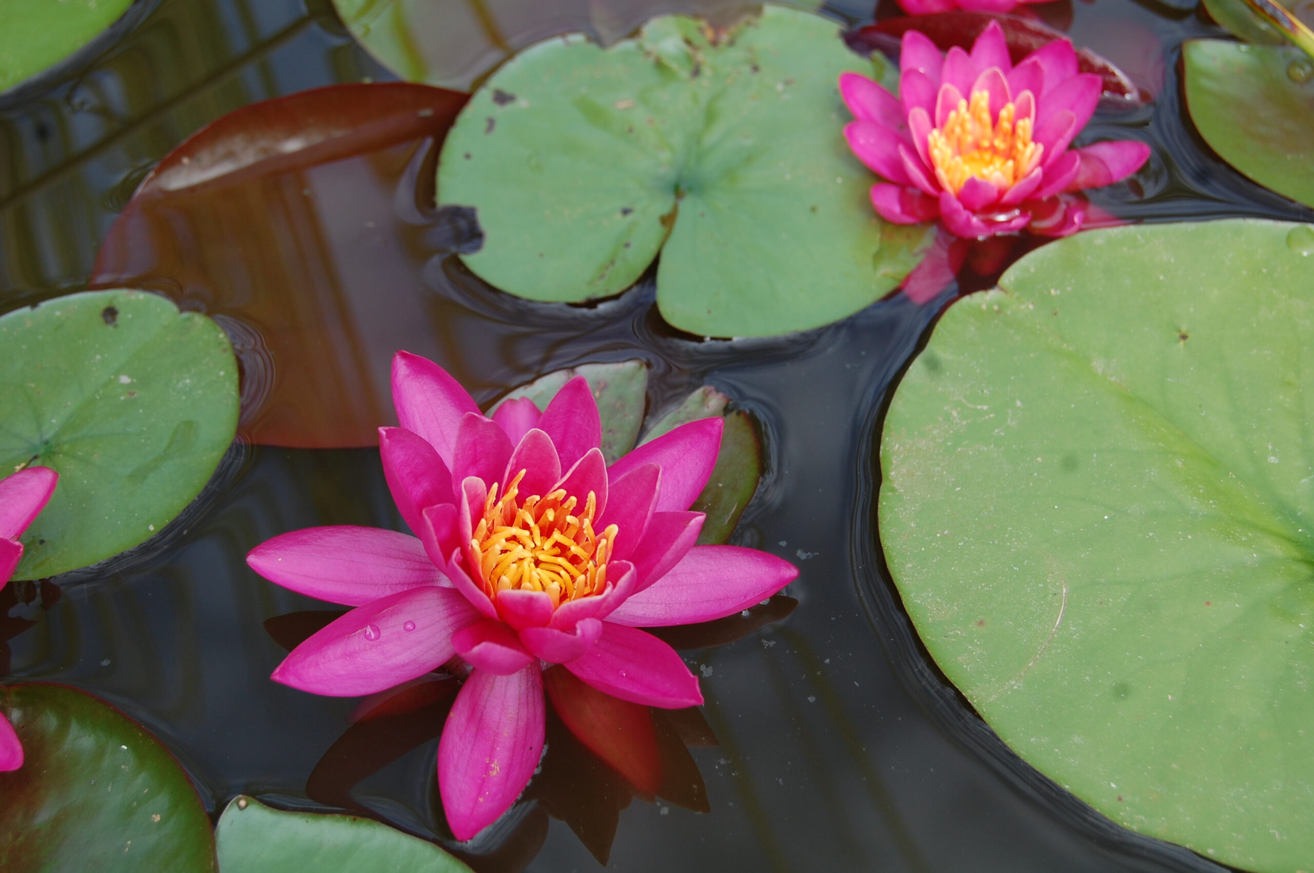 acheter nymphaea Karine for sale buy on line (10)