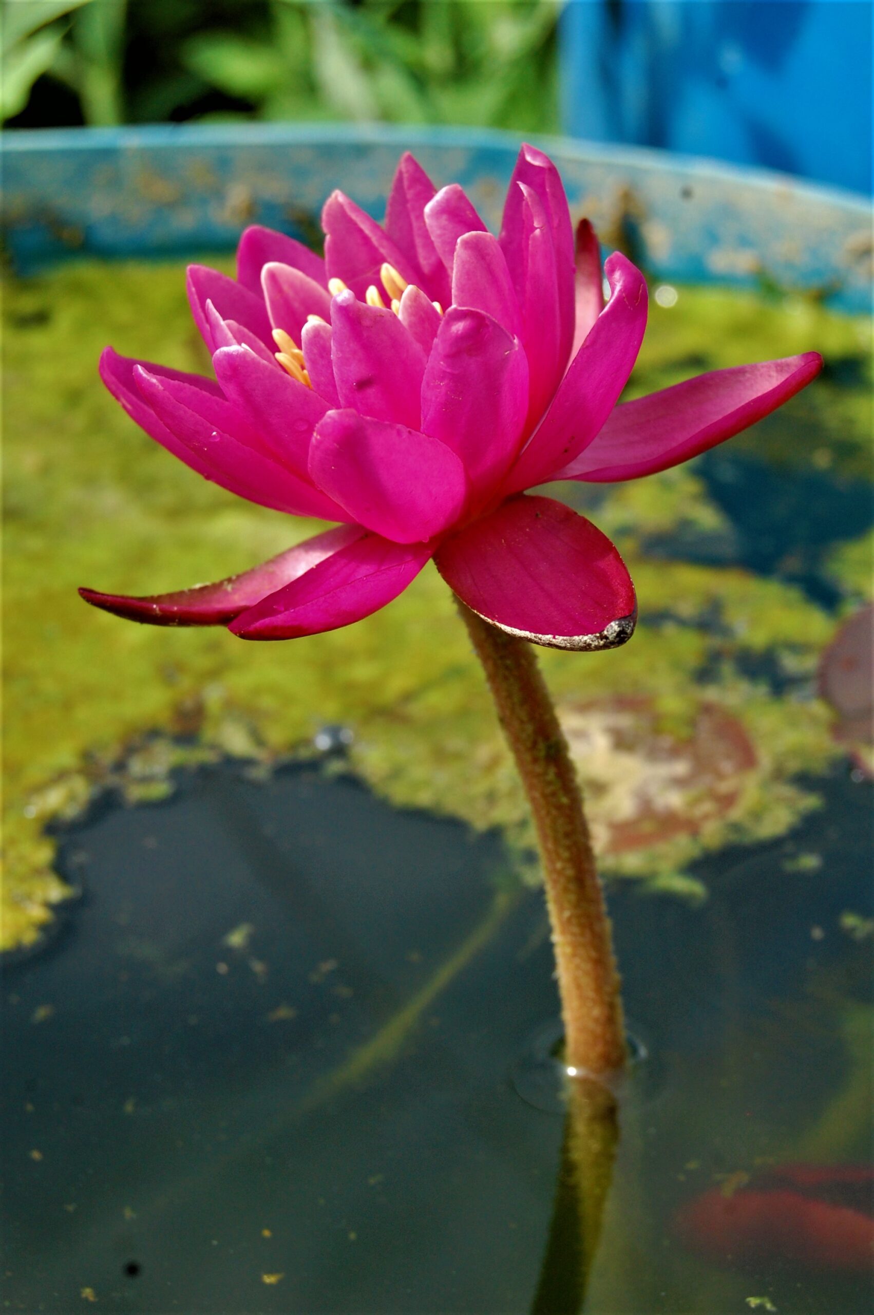 acheter nymphaea Karine for sale buy on line (16)