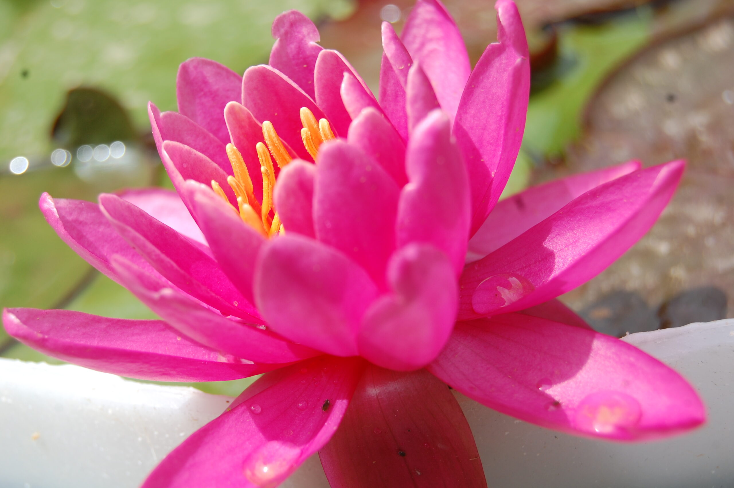 acheter nymphaea Karine for sale buy on line (21)