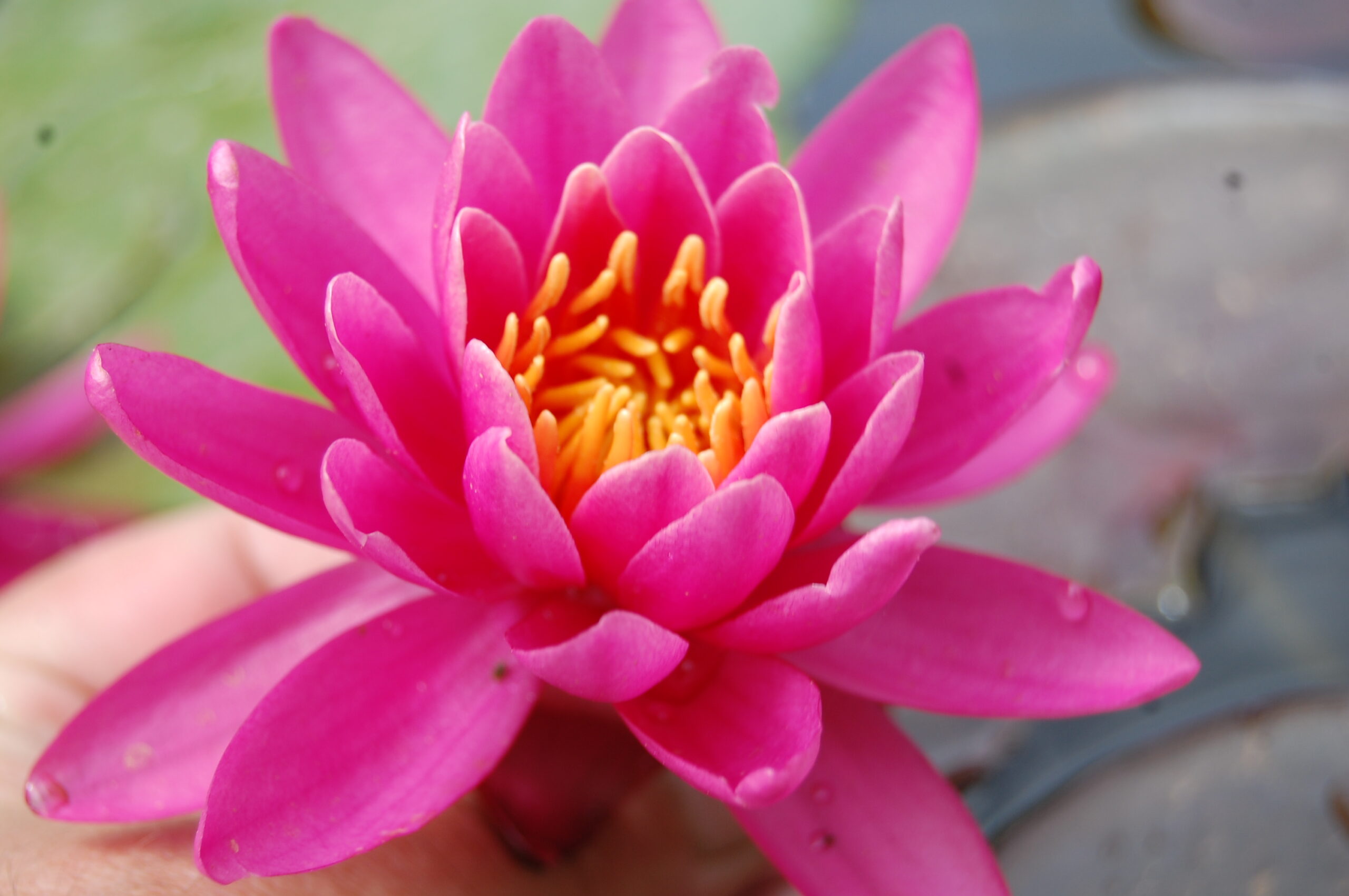acheter nymphaea Karine for sale buy on line (26)