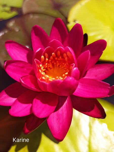 acheter nymphaea Karine for sale buy on line (3)