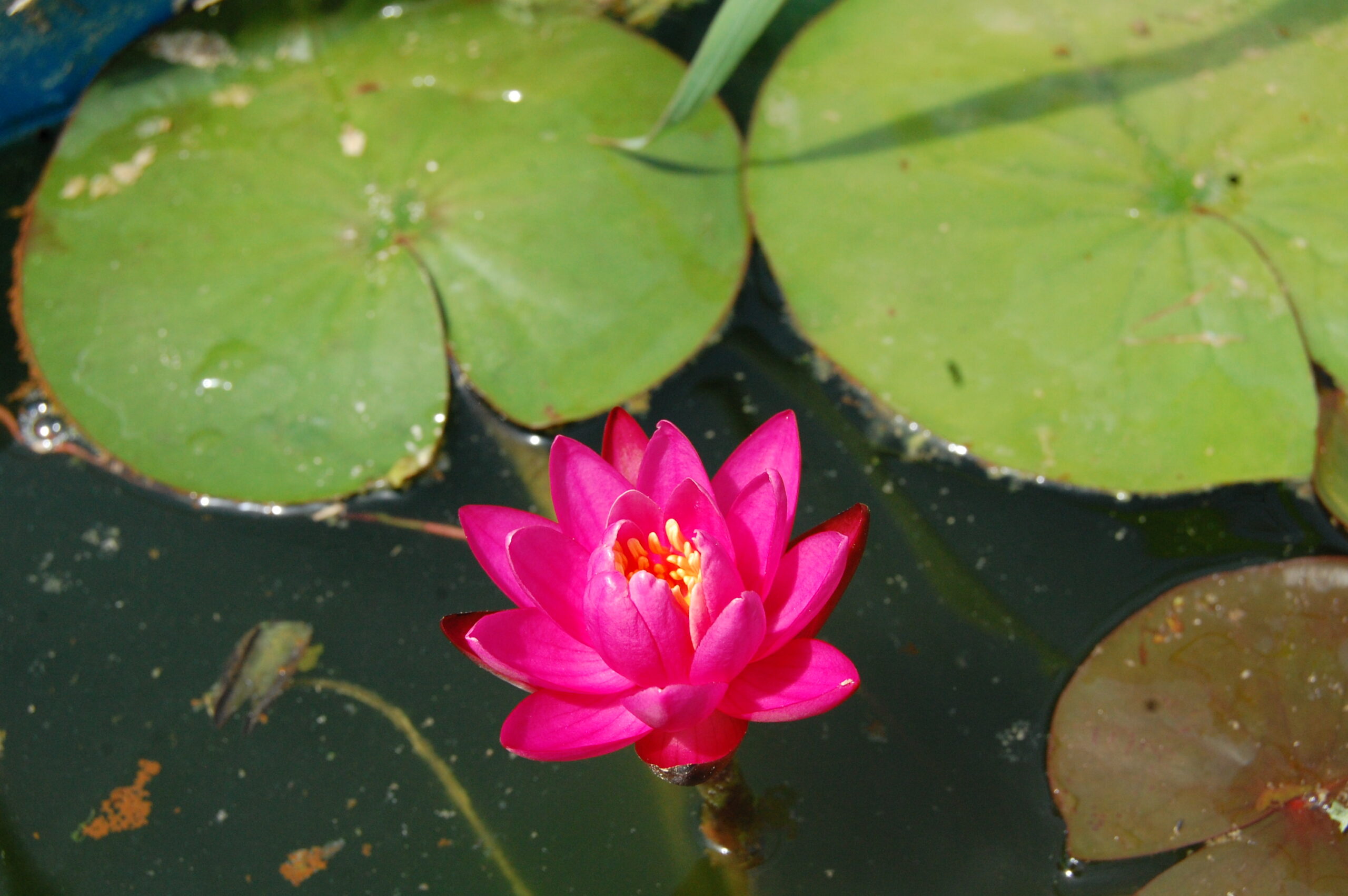 acheter nymphaea Karine for sale buy on line (36)