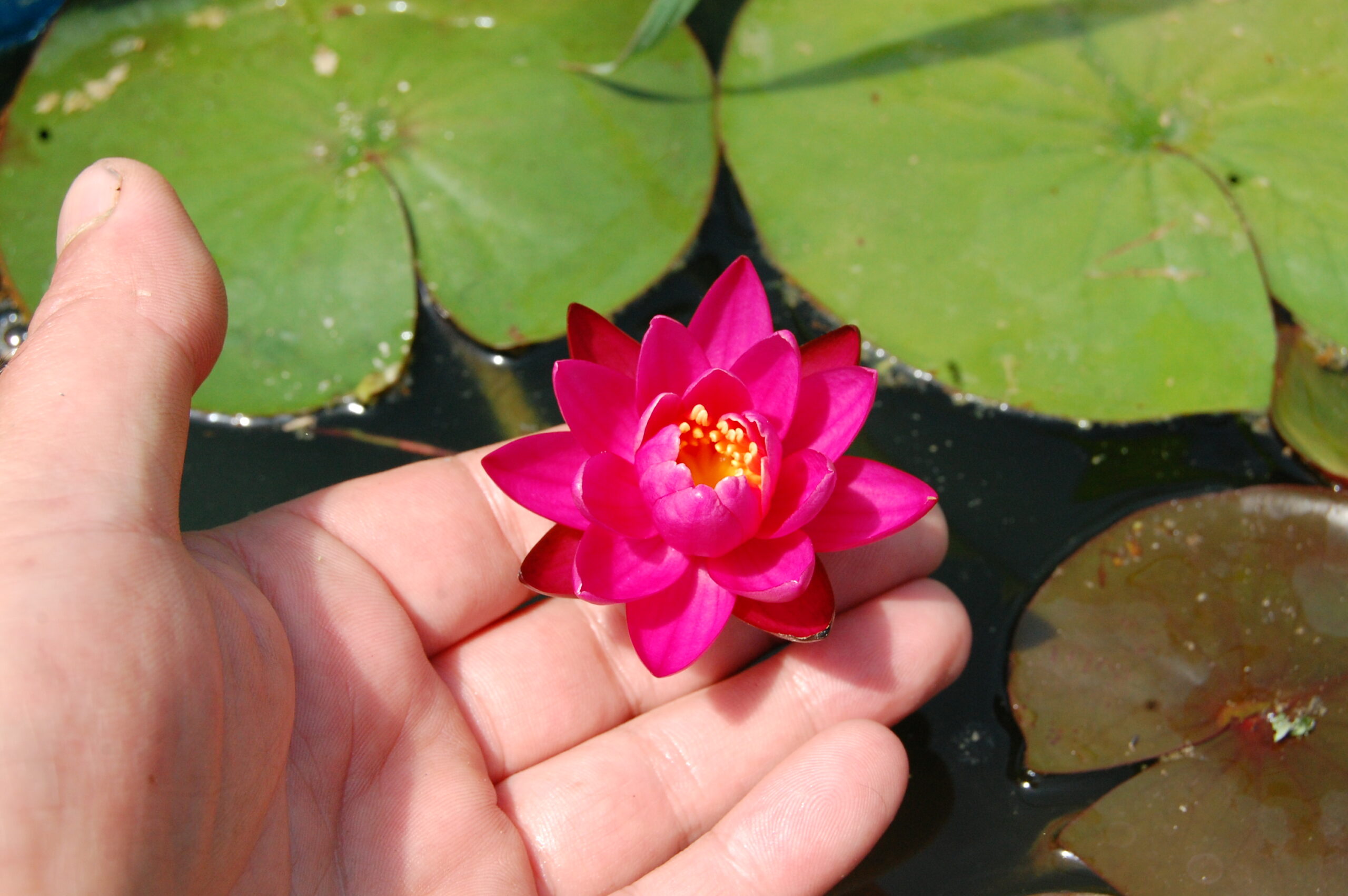 acheter nymphaea Karine for sale buy on line (37)