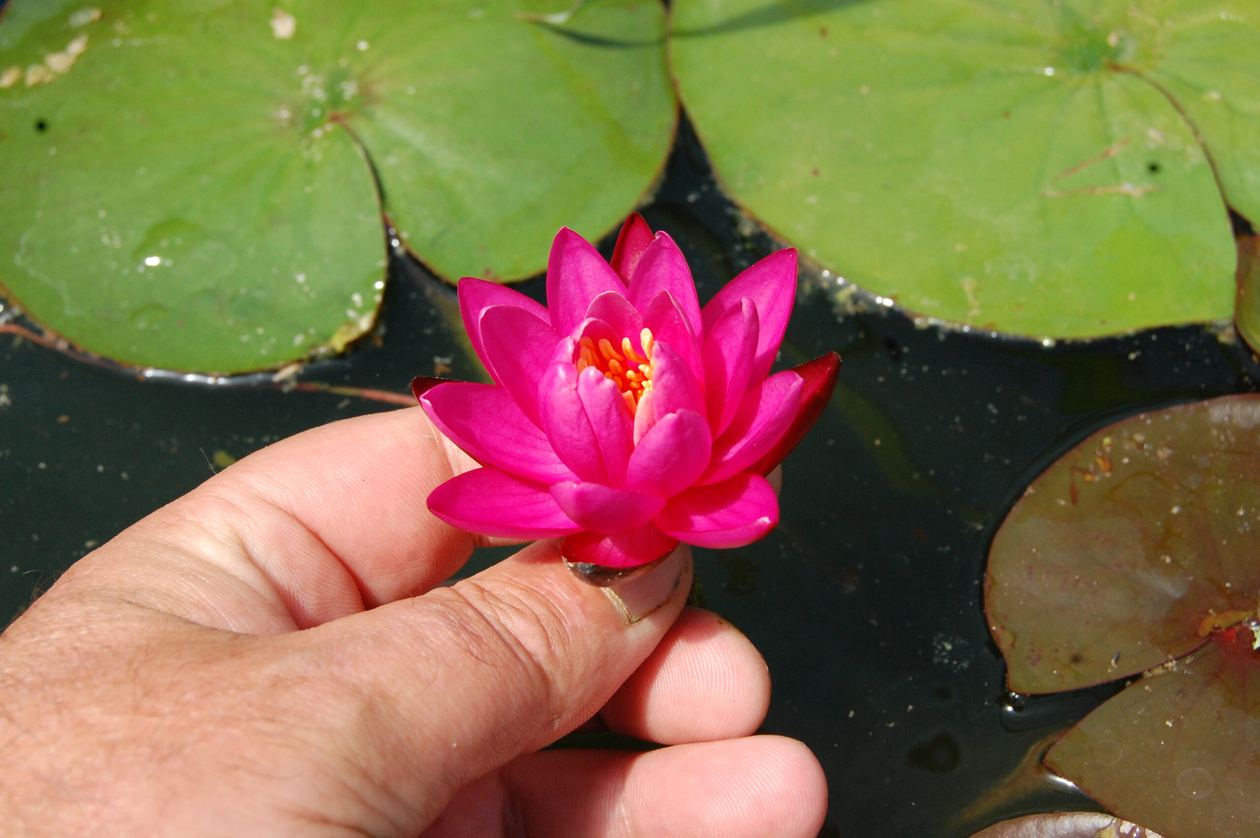 acheter nymphaea Karine for sale buy on line (38)