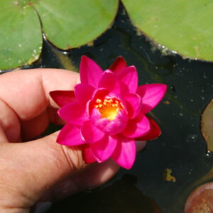 acheter nymphaea Karine for sale buy on line (43)