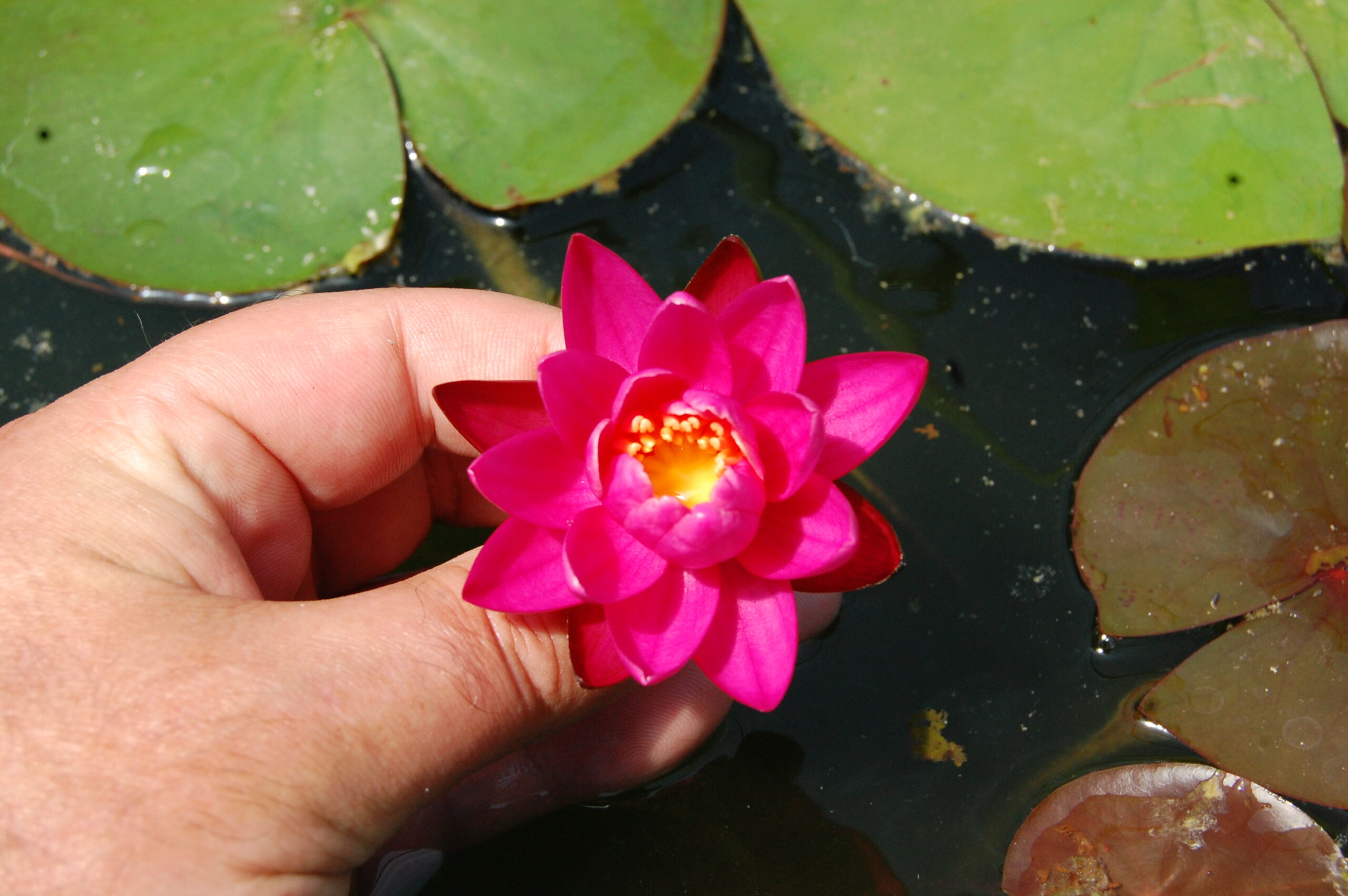 acheter nymphaea Karine for sale buy on line (43)