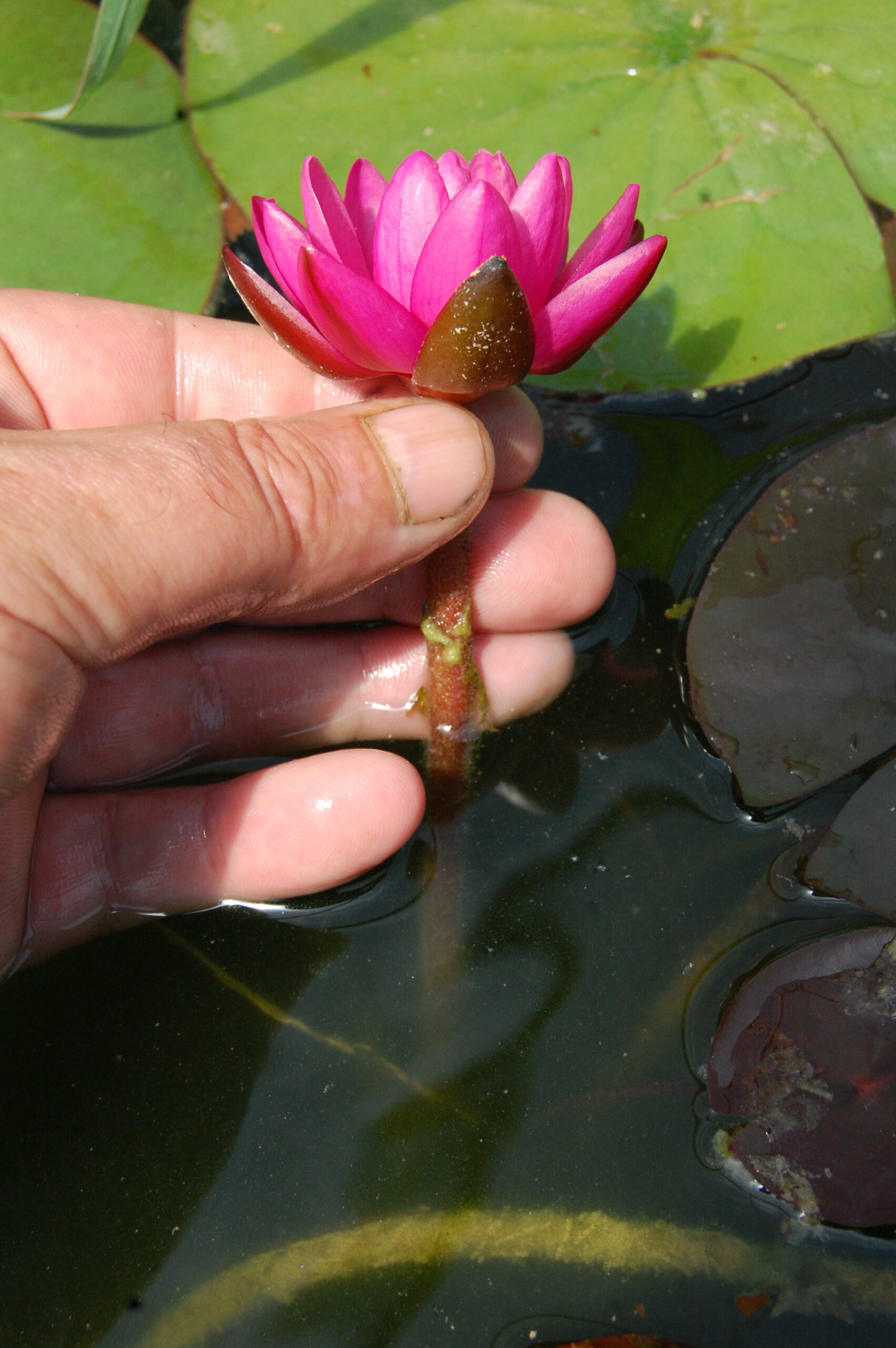 acheter nymphaea Karine for sale buy on line (47)