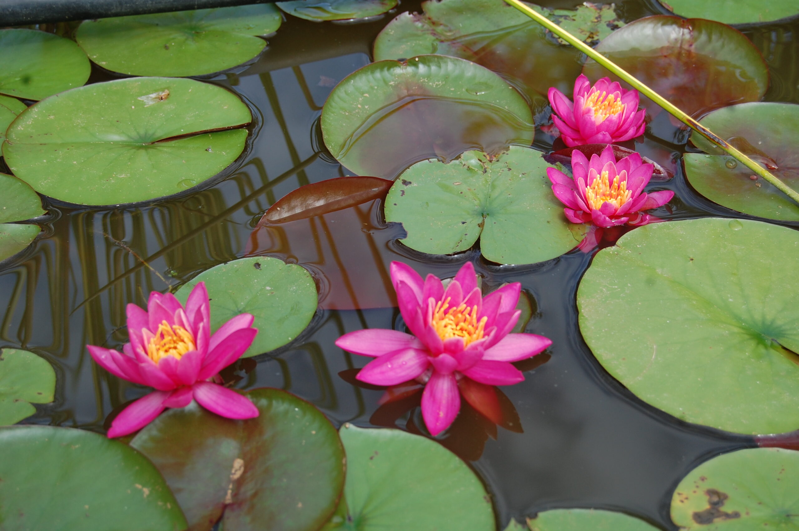 acheter nymphaea Karine for sale buy on line (6)