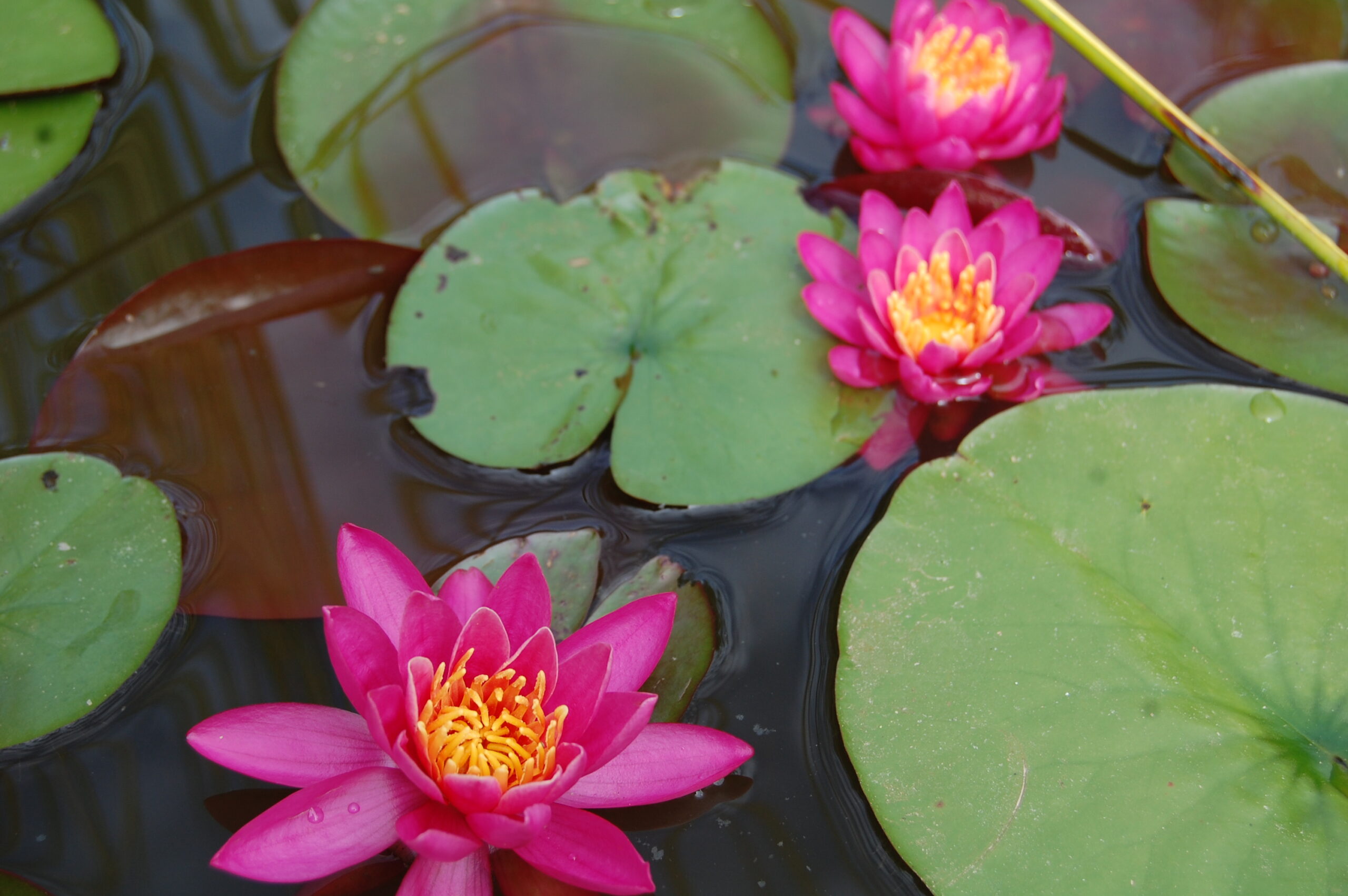 acheter nymphaea Karine for sale buy on line (8)