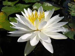 acheter nymphaea Lac des Cygnes for sale buy on line (1)