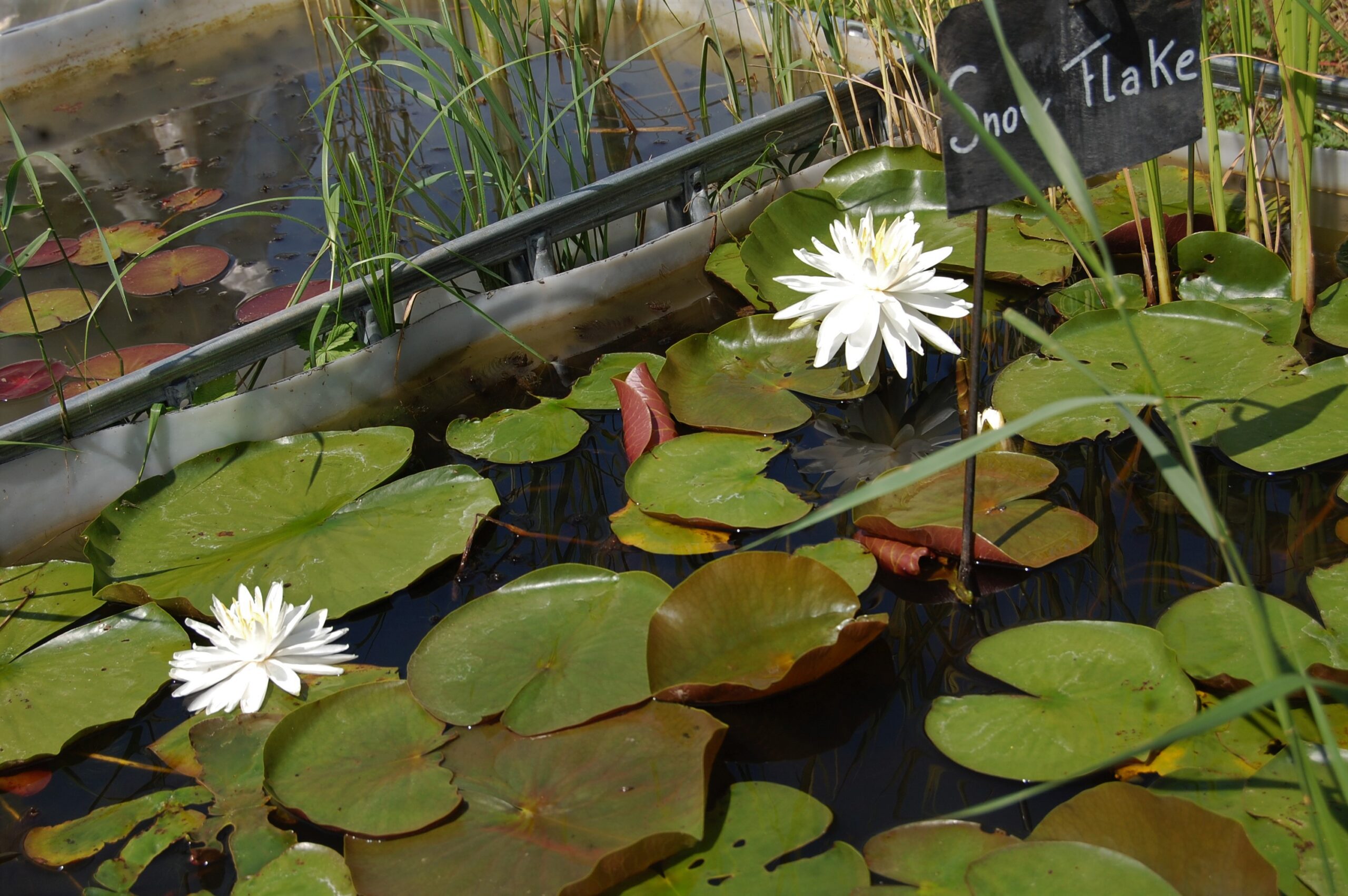 acheter nymphaea Lac des Cygnes for sale buy on line (15)