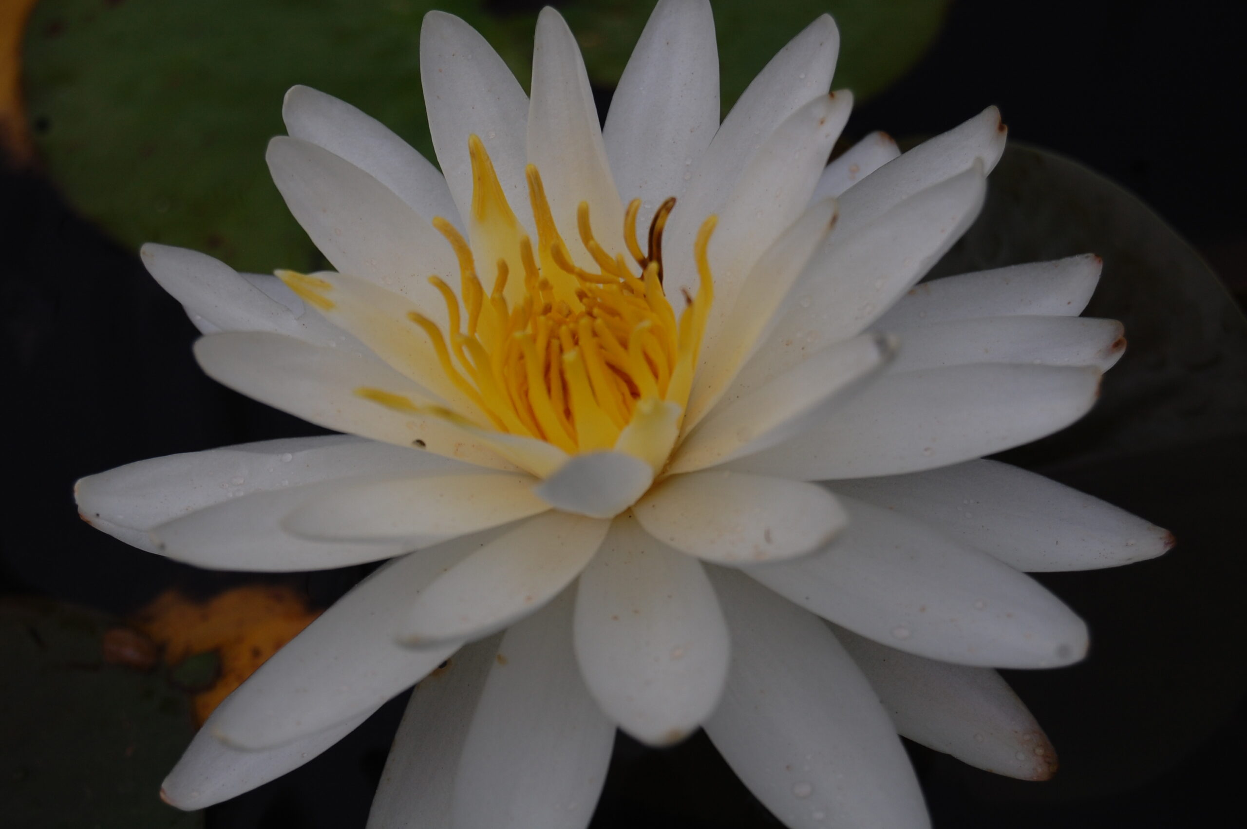 acheter nymphaea Lac des Cygnes for sale buy on line (19)
