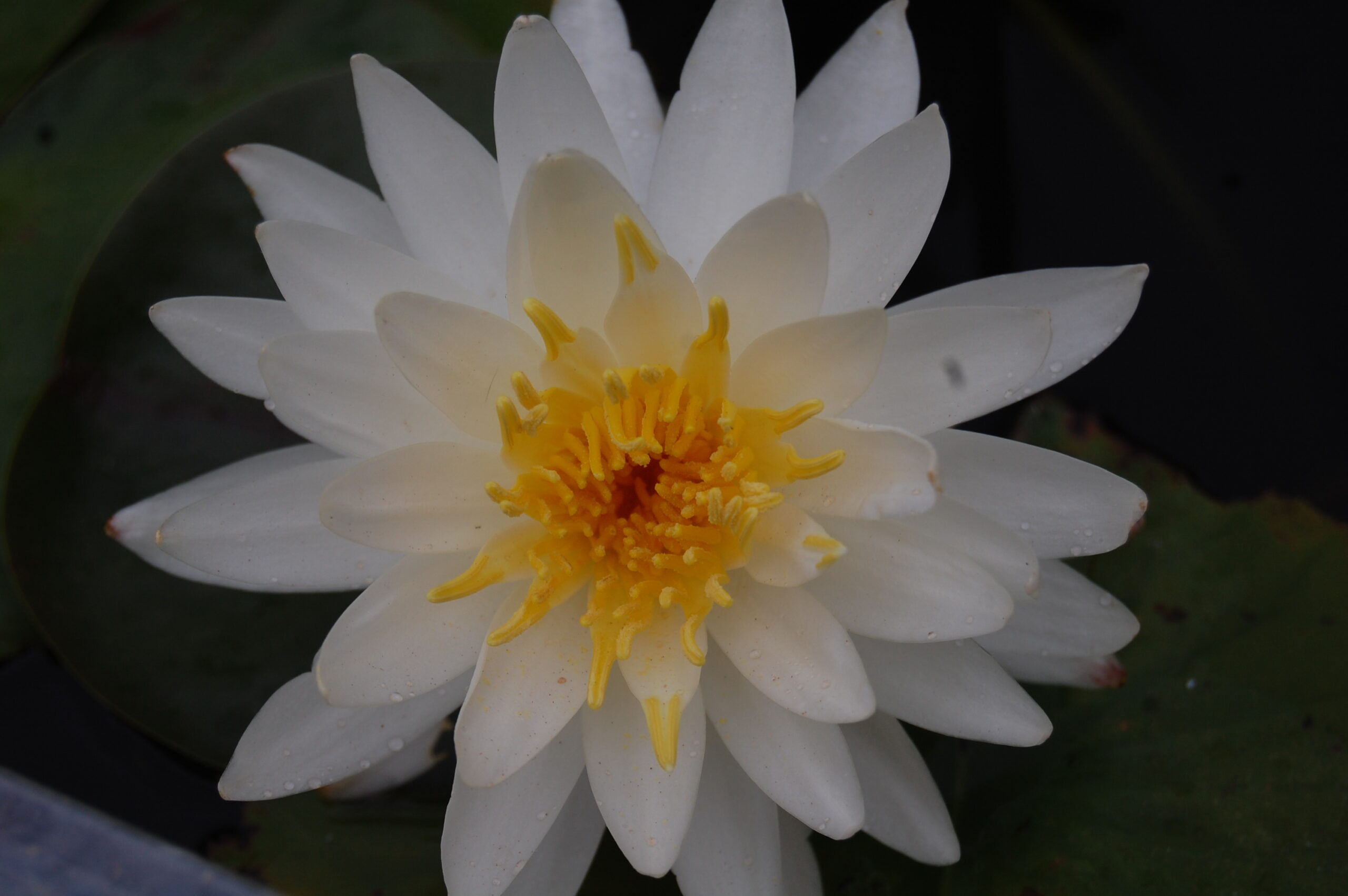 acheter nymphaea Lac des Cygnes for sale buy on line (20)