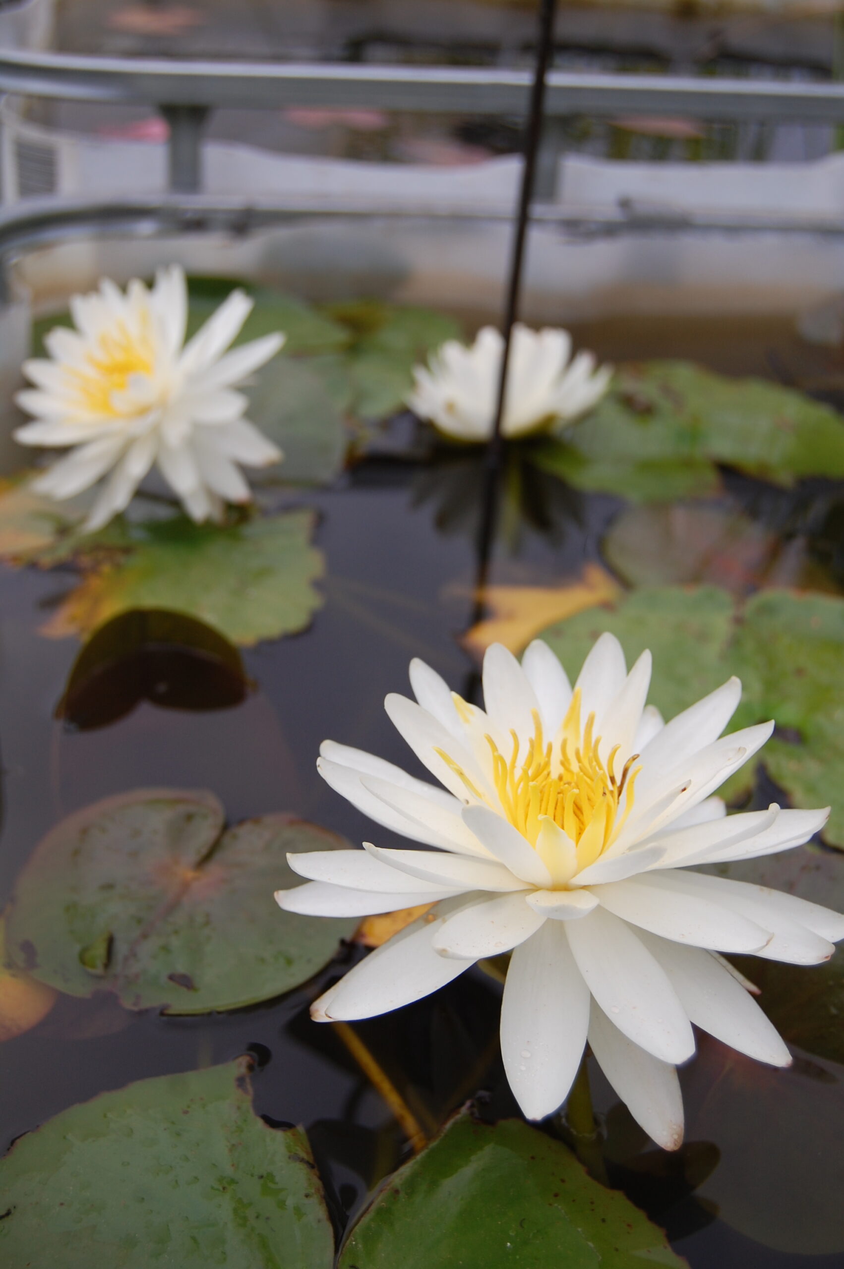 acheter nymphaea Lac des Cygnes for sale buy on line (24)