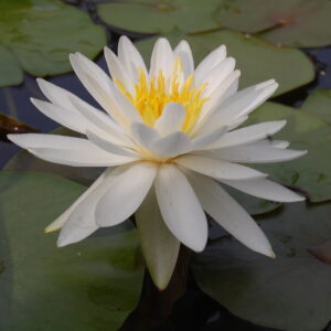 acheter nymphaea Lac des Cygnes for sale buy on line (3)