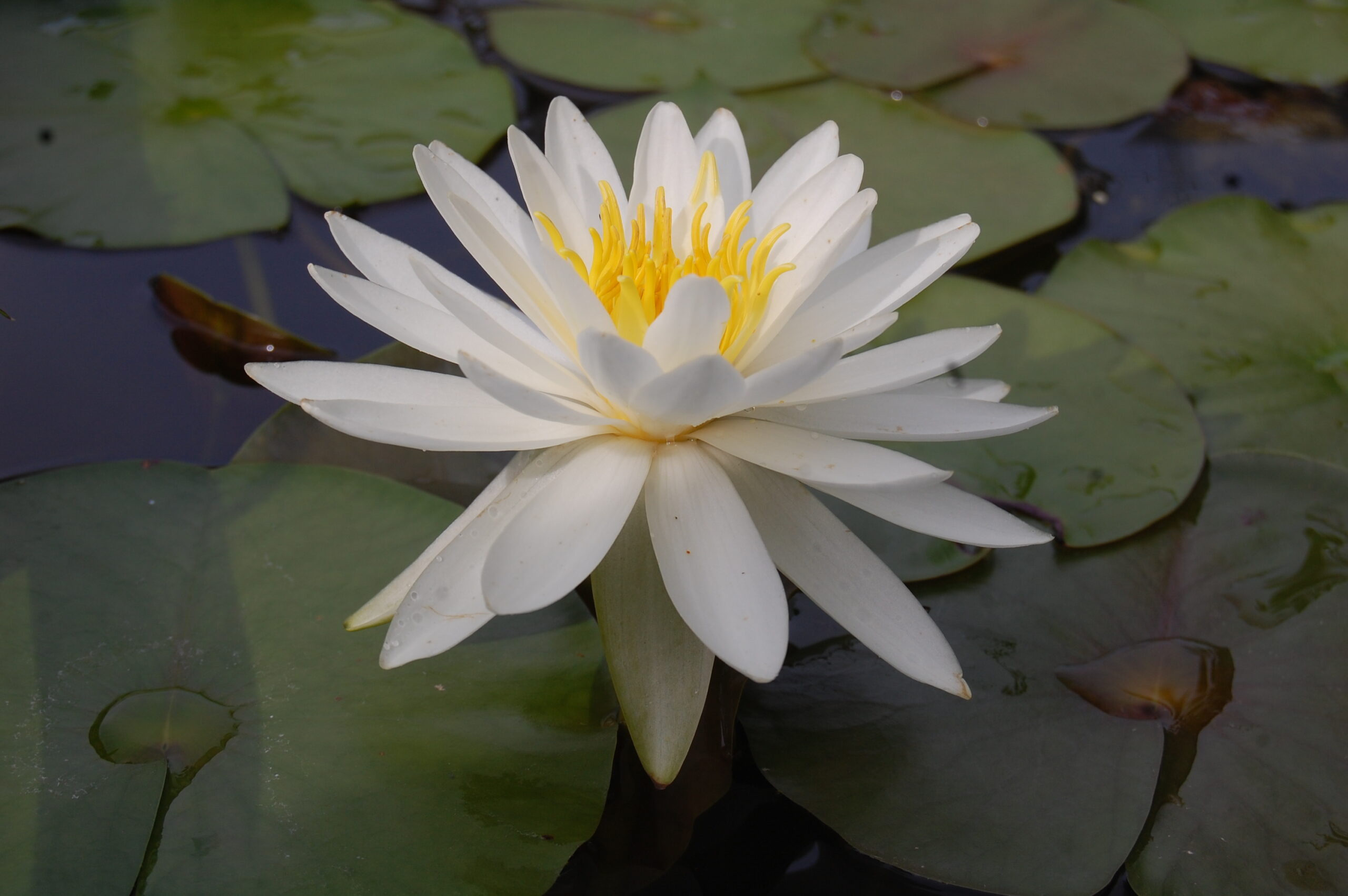 acheter nymphaea Lac des Cygnes for sale buy on line (3)