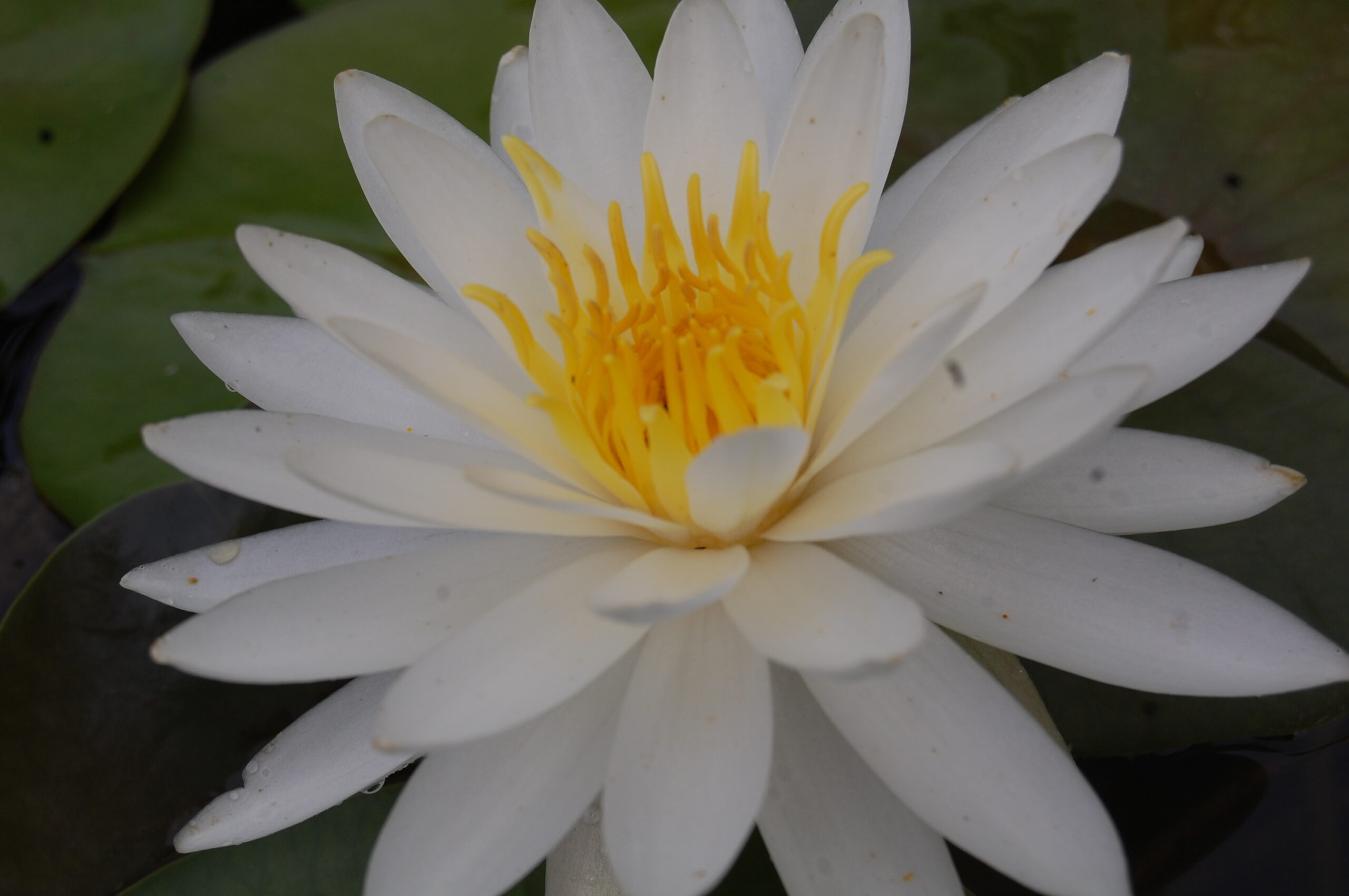 acheter nymphaea Lac des Cygnes for sale buy on line (6)