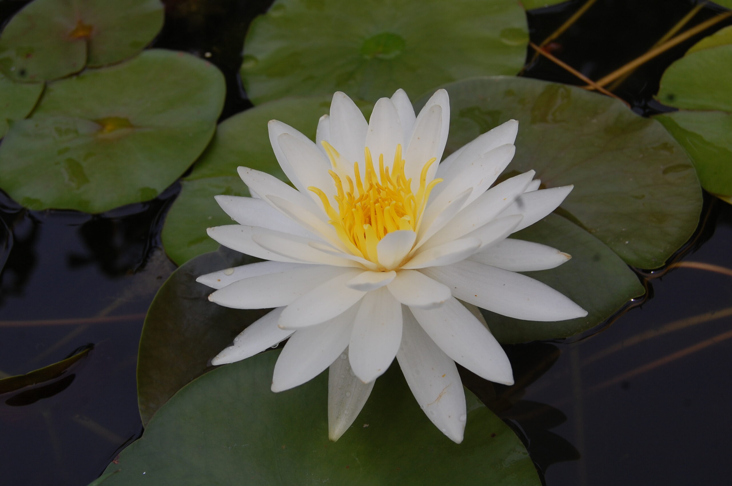 acheter nymphaea Lac des Cygnes for sale buy on line (8)