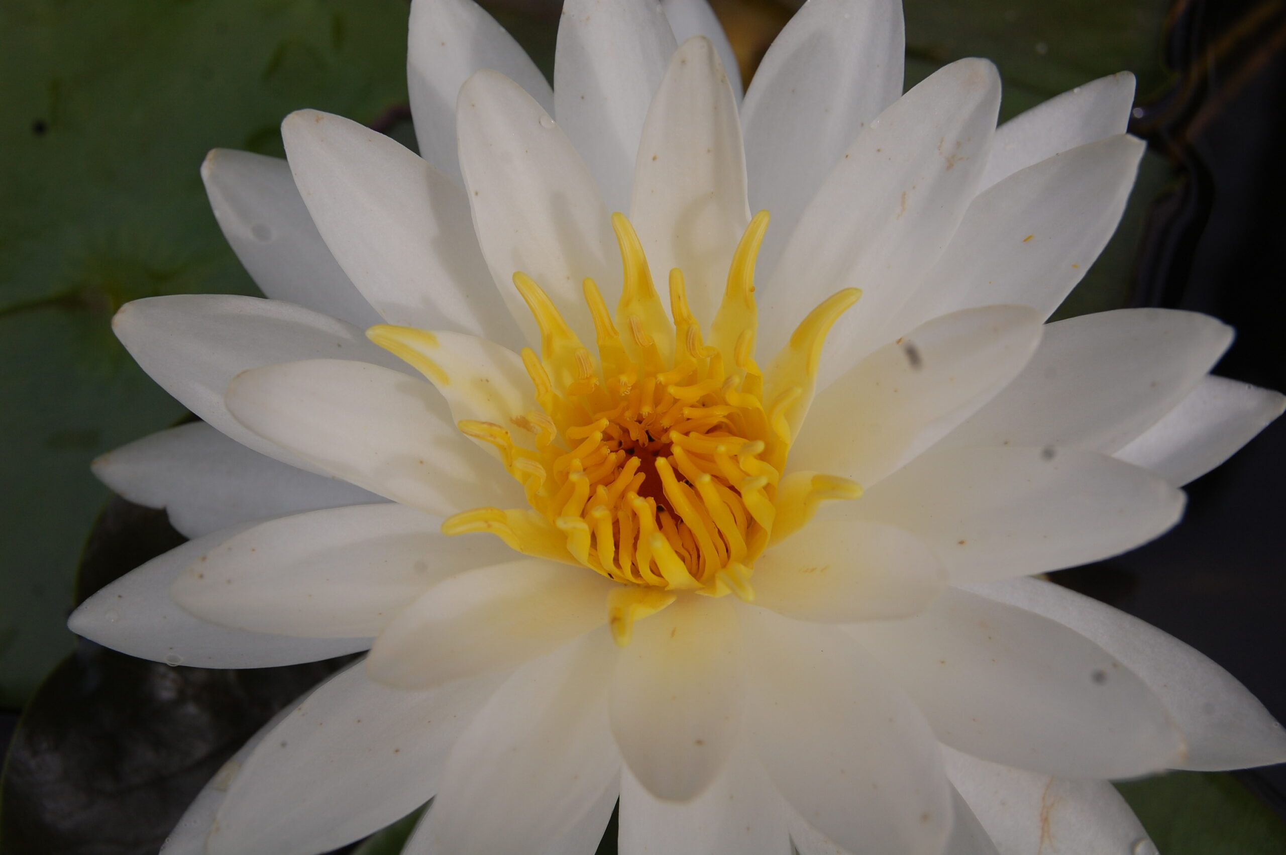 acheter nymphaea Lac des Cygnes for sale buy on line (9)
