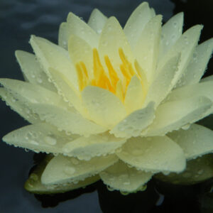 acheter nymphaea Lemon Chiffon for sale buy on line (1)