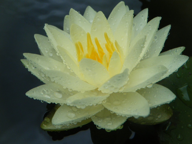 acheter nymphaea Lemon Chiffon for sale buy on line (1)
