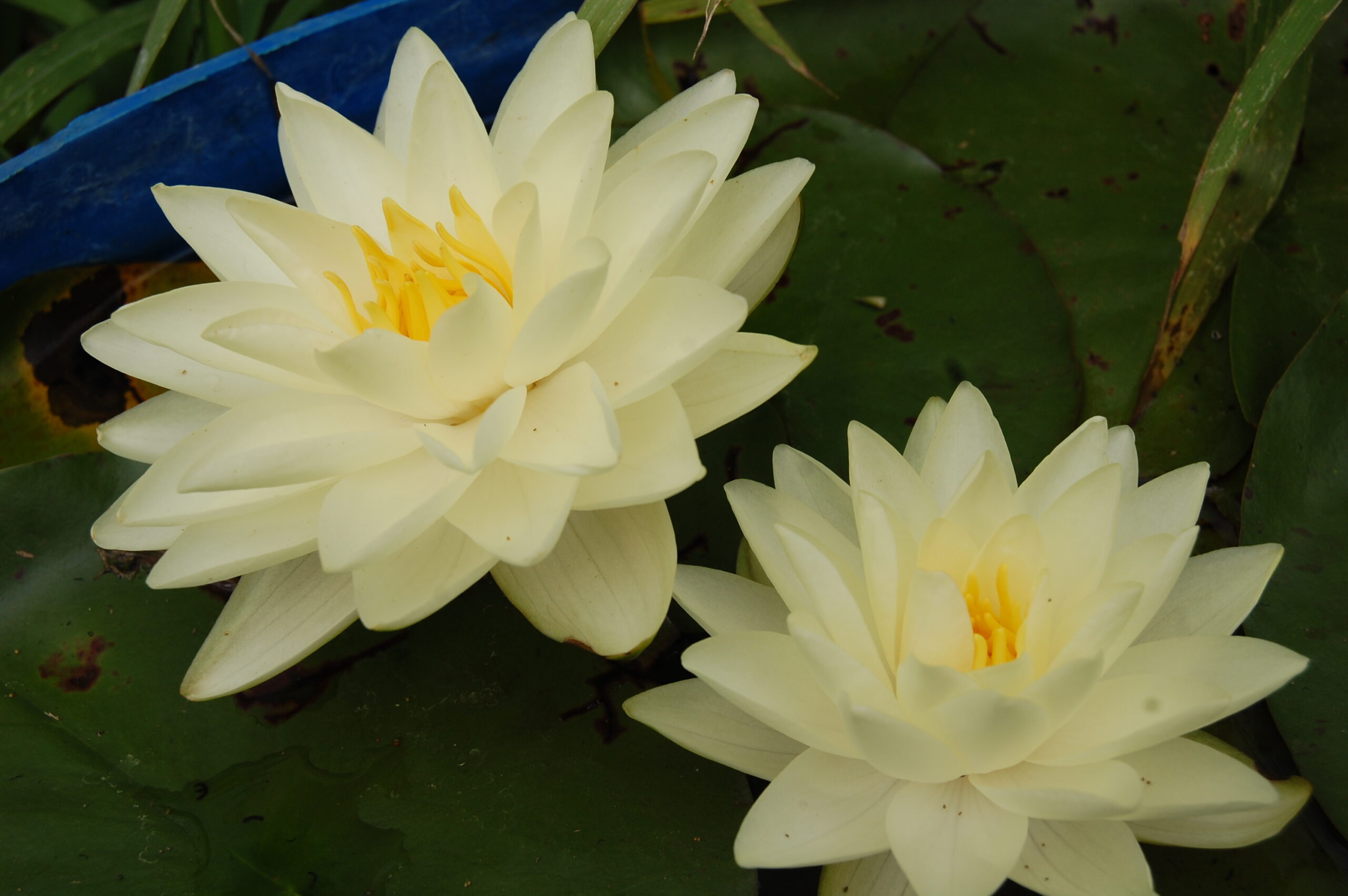 acheter nymphaea Lemon Chiffon for sale buy on line (2)
